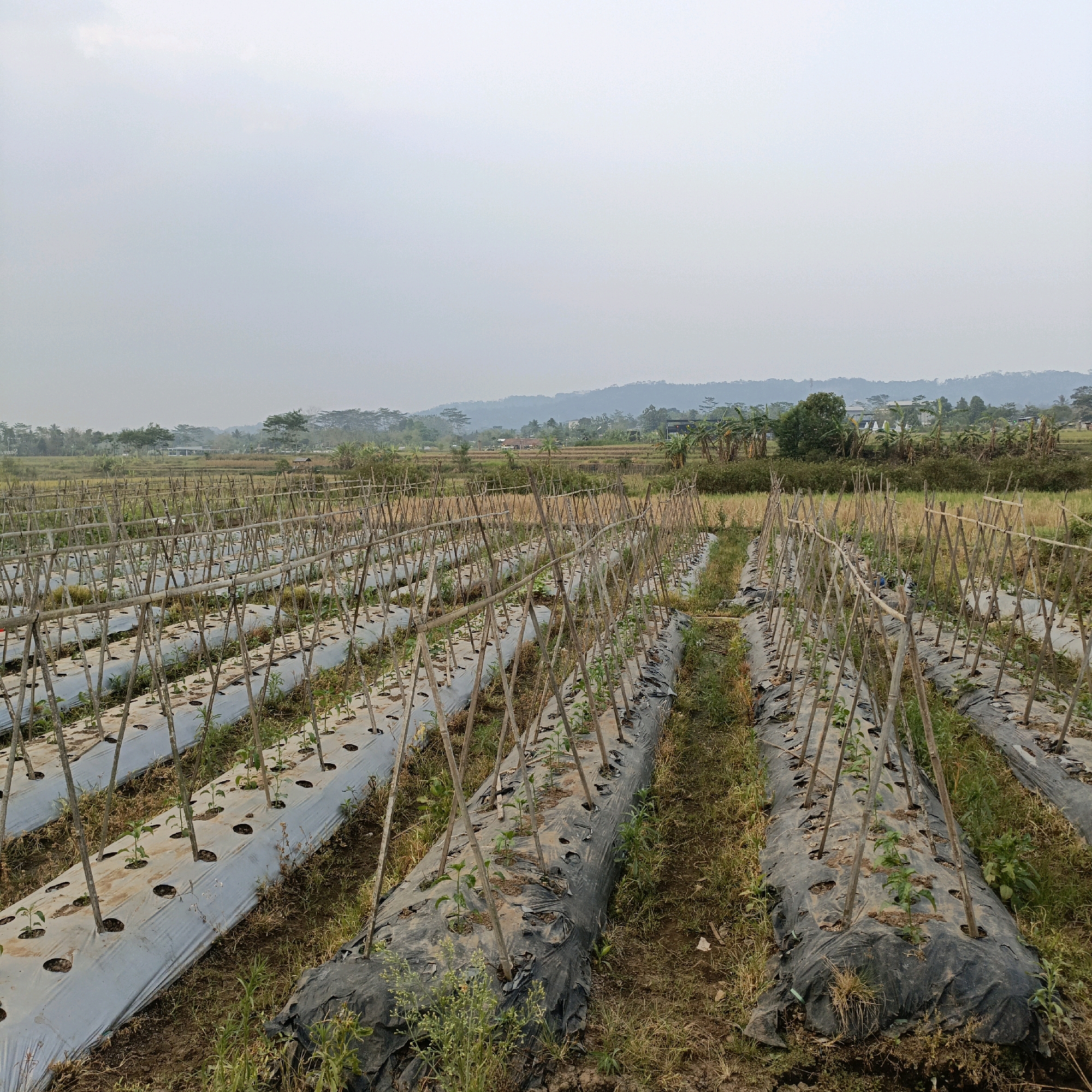 In Salatiga, Indonesia, a vast agricultural field stretches towards a hazy horizon. The foreground is dominated by rows of young plants, meticulously arranged beneath protective plastic sheeting. These seedlings, supported by bamboo stakes forming A-frame structures, indicate a carefully managed cultivation process. The plastic mulch, both light gray and black, covers the soil, likely to suppress weeds and retain moisture. Beyond the immediate rows, the field transitions into dry, golden stalks, possibly remnants of a previous harvest, interspersed with more green vegetation. In the distance, a natural landscape unfolds, featuring rolling hills covered in trees and vegetation, with hints of rural settlements nestled among them. The sky is overcast, casting a diffused light over the entire scene, suggesting either early morning or late afternoon. No people are visible in the frame, focusing the viewer's attention entirely on the agricultural landscape and its organized structures.
