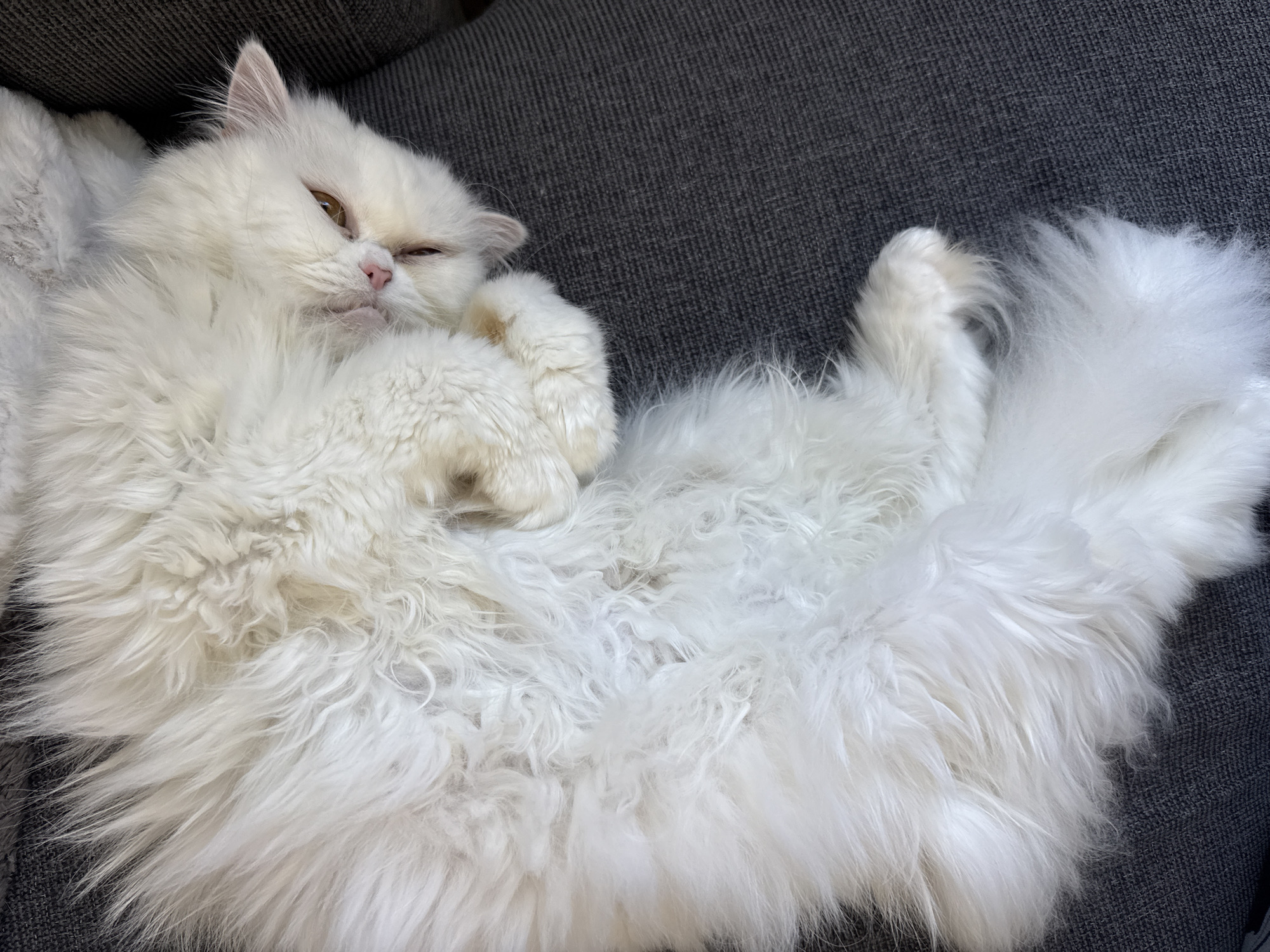 A long-haired, white cat is lying on its back on a dark gray fabric surface. The cat has light brown eyes, one of which is partially closed, possibly winking. Its paws are curled close to its body, and its long, fluffy tail extends to the right side of the frame. The background is out of focus, but appears to be the same dark gray fabric. The scene is indoors. Location details pertaining to Burgas, Bulgaria are not discernible from this image.