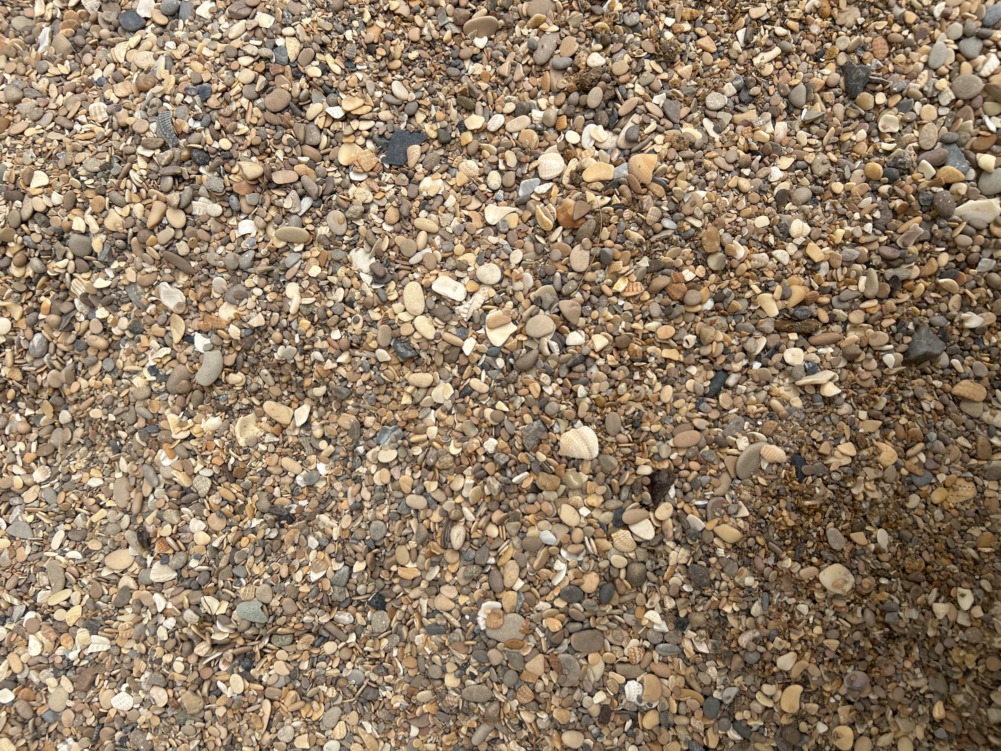 The image displays a close-up, overhead view of a beach or ground covered in small, smooth pebbles and fragments of seashells. The pebbles vary in color, ranging from light tan and beige to darker browns, grays, and black. Some of the seashell fragments are white or off-white. The texture is rough and uneven due to the multitude of small, irregularly shaped stones. There are no people or identifiable structures visible in the image. The lighting suggests an outdoor, possibly overcast, environment. The image is of a natural surface, not a city scene in Khimki, Russia.