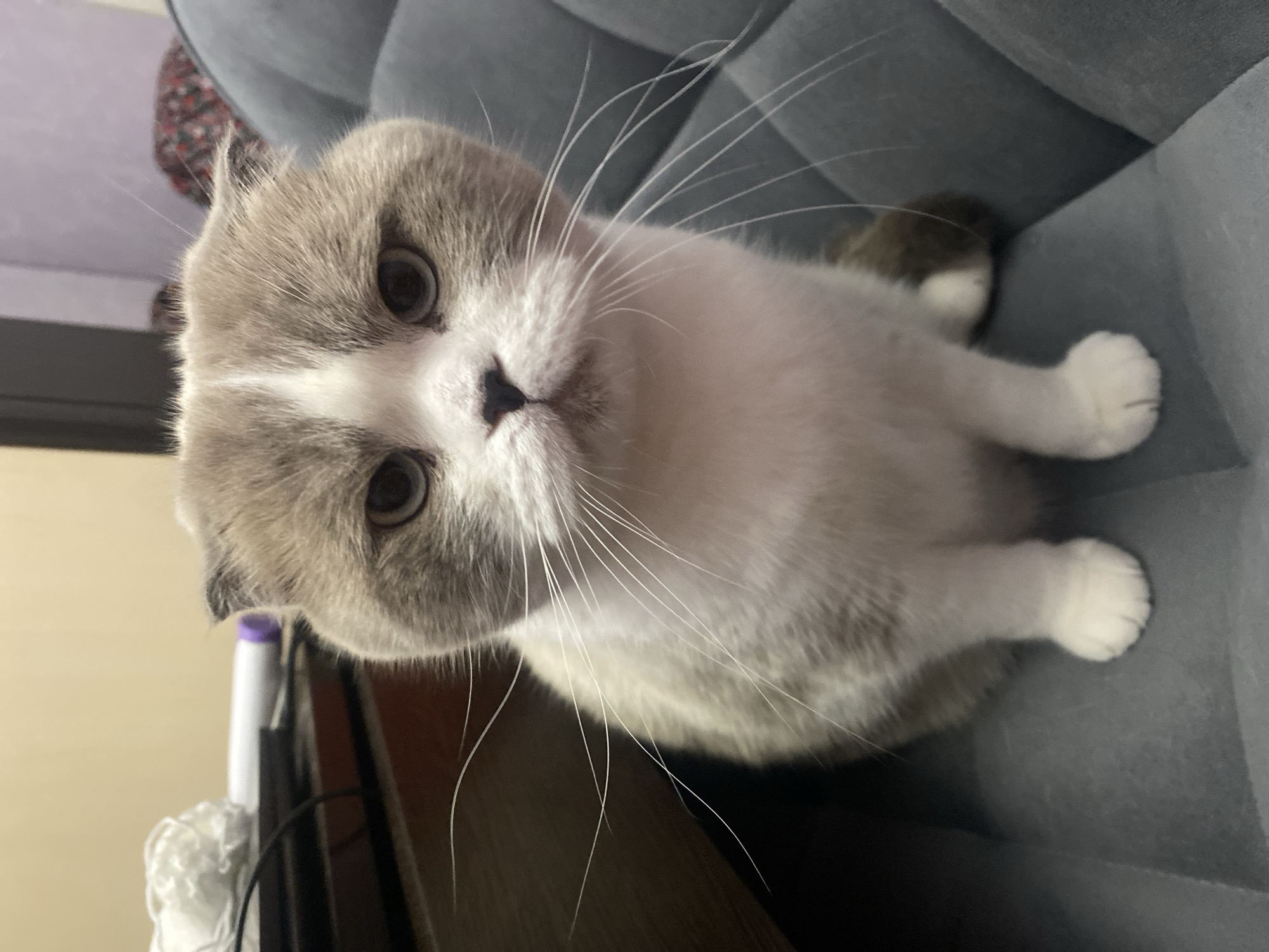 A gray and white Scottish Fold cat sits on a gray upholstered sofa. The cat faces the camera with a curious expression. Its eyes are wide and alert. The surrounding environment is a home interior with a wall partially visible in the background. No information indicates that this image was taken in Novokuznetsk, Russia.