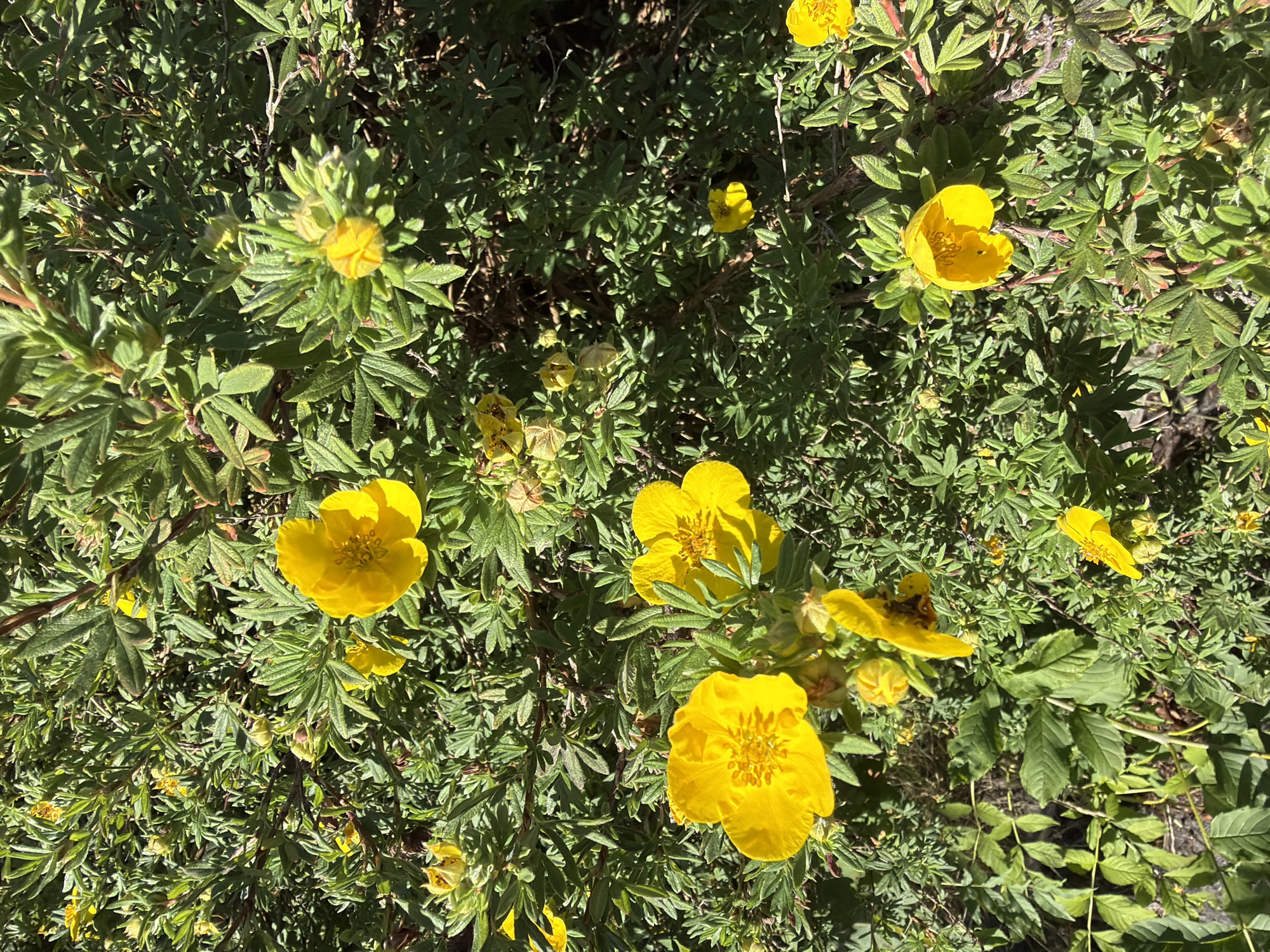 This is a close-up, overhead photograph of a bush with numerous small, vibrant yellow flowers and green leaves, bathed in bright sunlight. The bush is dense, with layered foliage and visible branches. Several of the yellow flowers are in full bloom, displaying five petals and a textured center. Other flowers are in bud or in the process of wilting, with some petals fallen. The overall impression is of a healthy, thriving plant. The location is Schwarzenbach an der Saale, Germany. No people or actions are depicted.