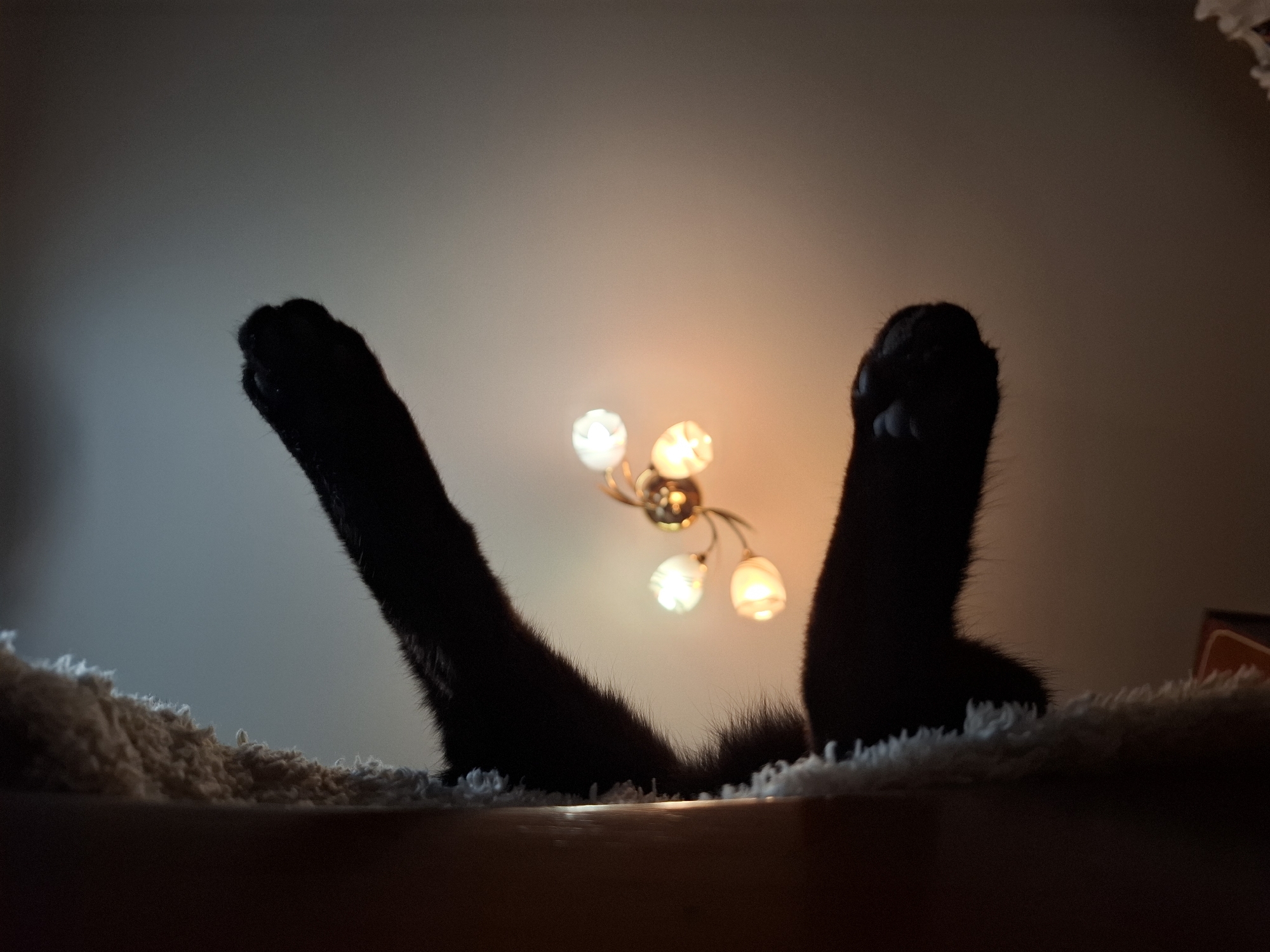 A low-angle indoor shot depicts a cat lying on its back in a white, shaggy cat bed. Only the two front paws, extended upwards, and a small portion of the cat's tail are visible. The cat's fur is black, and the paws show black claws. Behind the cat, a wall is lit by a multi-bulb light fixture with a brass-colored base. The light bulbs emit a warm, yellowish glow, creating a contrasting backdrop to the black paws. The upper portion of the wall fades into a lighter color. There is no indication that the image was taken in Khlevnoye, Russia.