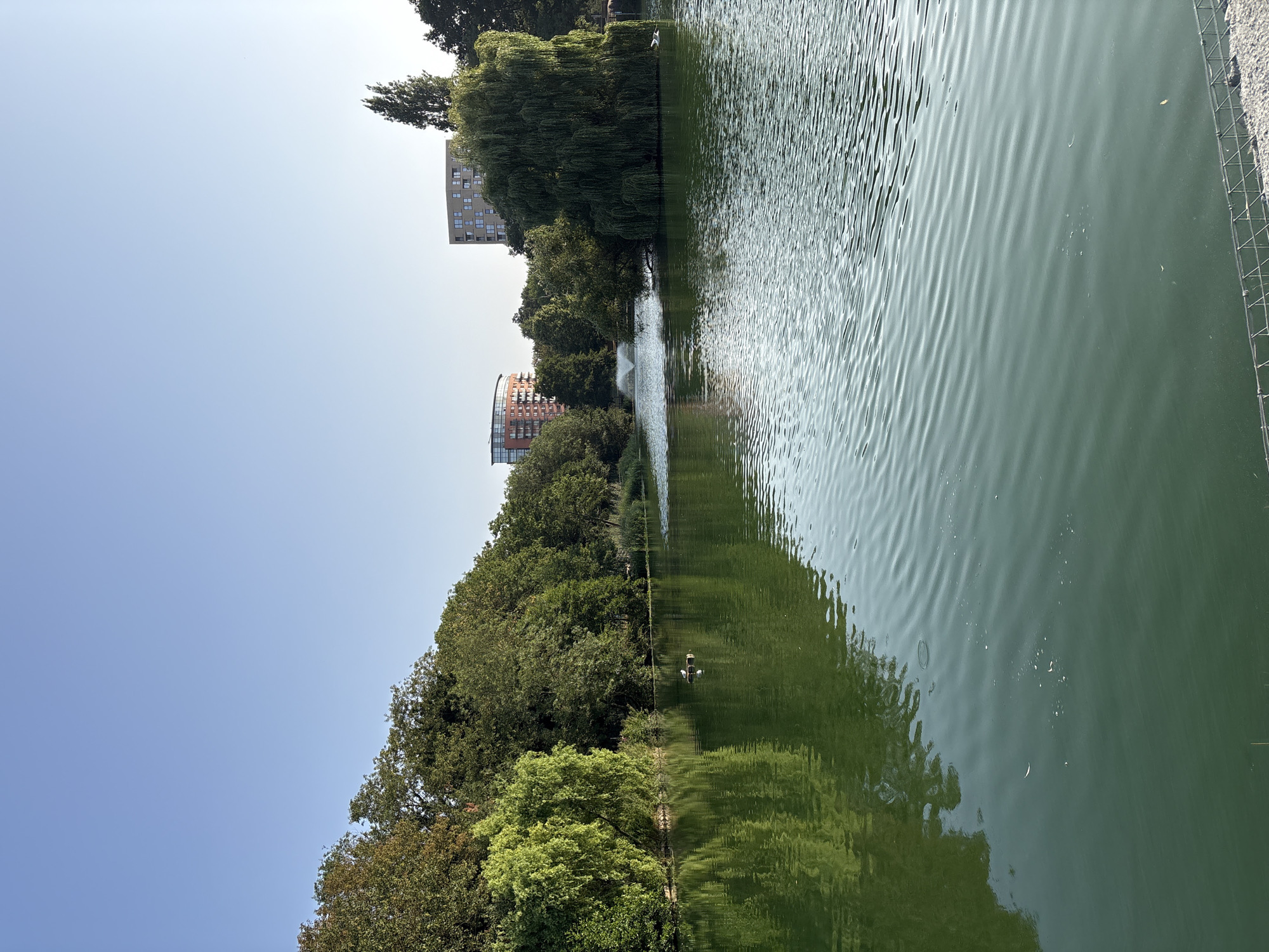 The image depicts a serene lake scene, likely located in Chelmsford, United Kingdom, given the presence of modern residential buildings in the background. The foreground is dominated by a body of green water, with gentle ripples creating a textured surface. On the left side of the frame, lush green trees with weeping branches create a dense, verdant backdrop, their reflections subtly visible in the water. A solitary bird stands on a small floating object in the middle of the lake. In the distance, a fountain sprays water upwards, and beyond that, two distinct residential buildings are visible. The left building is circular with balconies, while the right building is rectangular. The sky is a clear, pale blue, with a few sparse trees also dotting the skyline. The overall impression is one of a tranquil urban oasis.