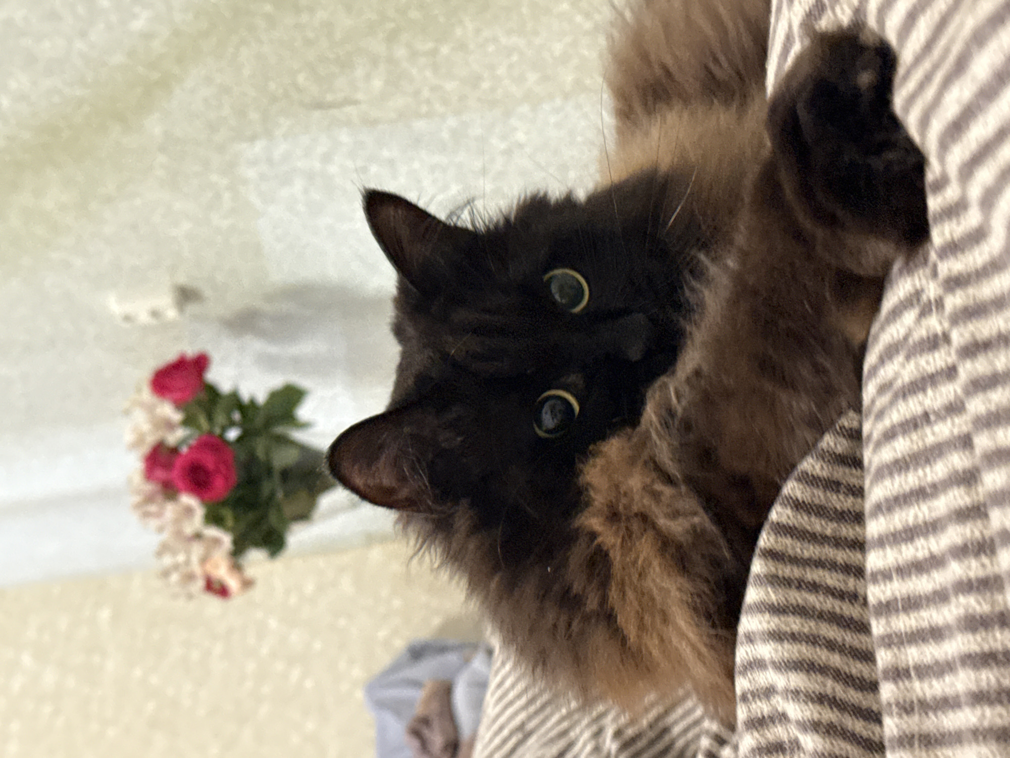 A black cat with golden highlights is lying in a gray and white striped garment. A bouquet of red and white flowers is visible in the background. The location is unknown and there is no indication that it is Saint Petersburg, Russia.