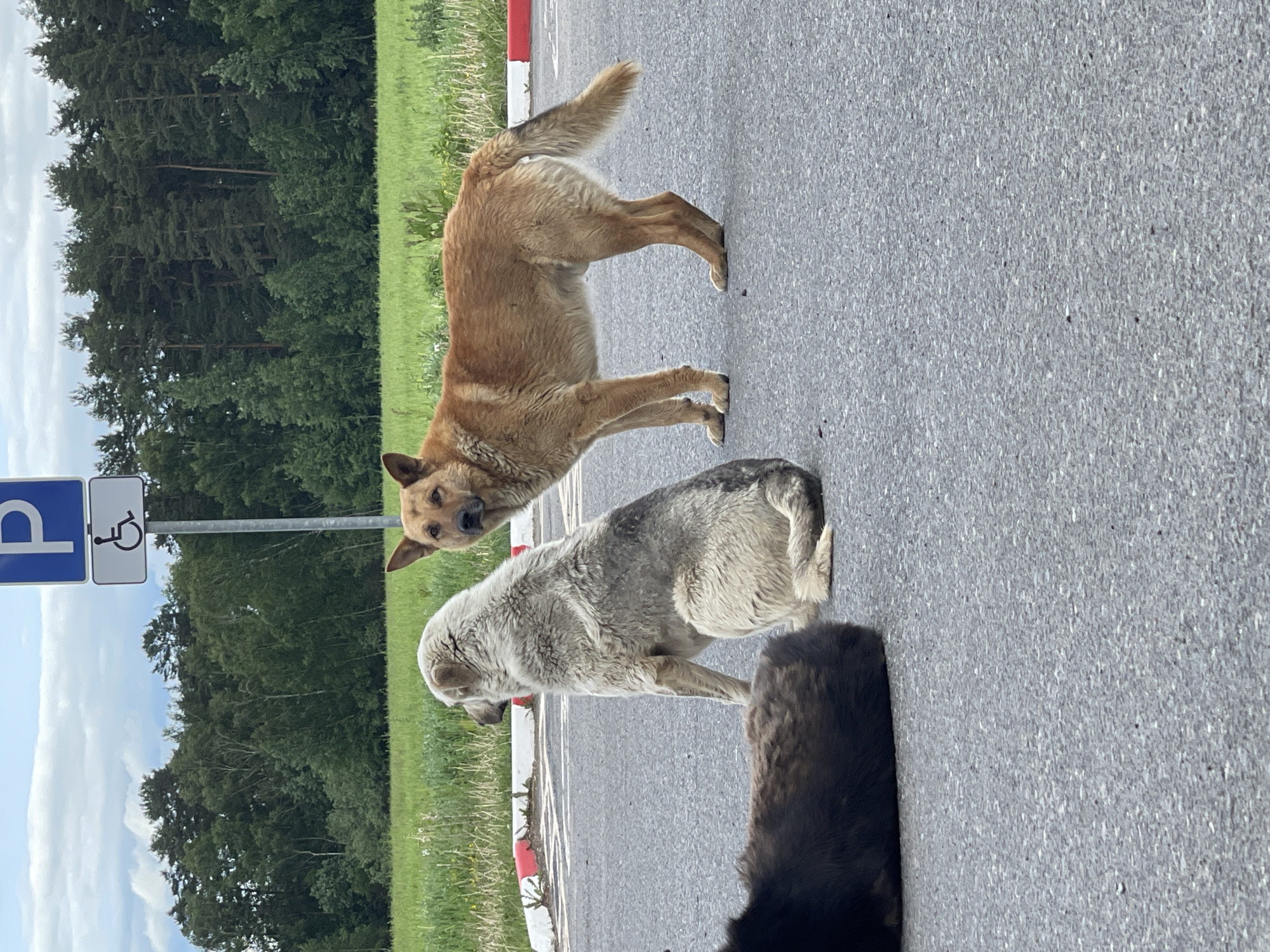 The image shows three dogs on an asphalt road in Бавыкино, Russia. The first dog, located near a "P" parking sign and disabled person parking sign, is light brown and stands facing forward with its head tilted. The second dog is grayish-white and sits on the road. A third, dark brown dog is partially visible in the foreground, only showing the rear portion of its body. A grassy area with trees is visible in the background. A road barrier with alternating red and white markings is also visible.