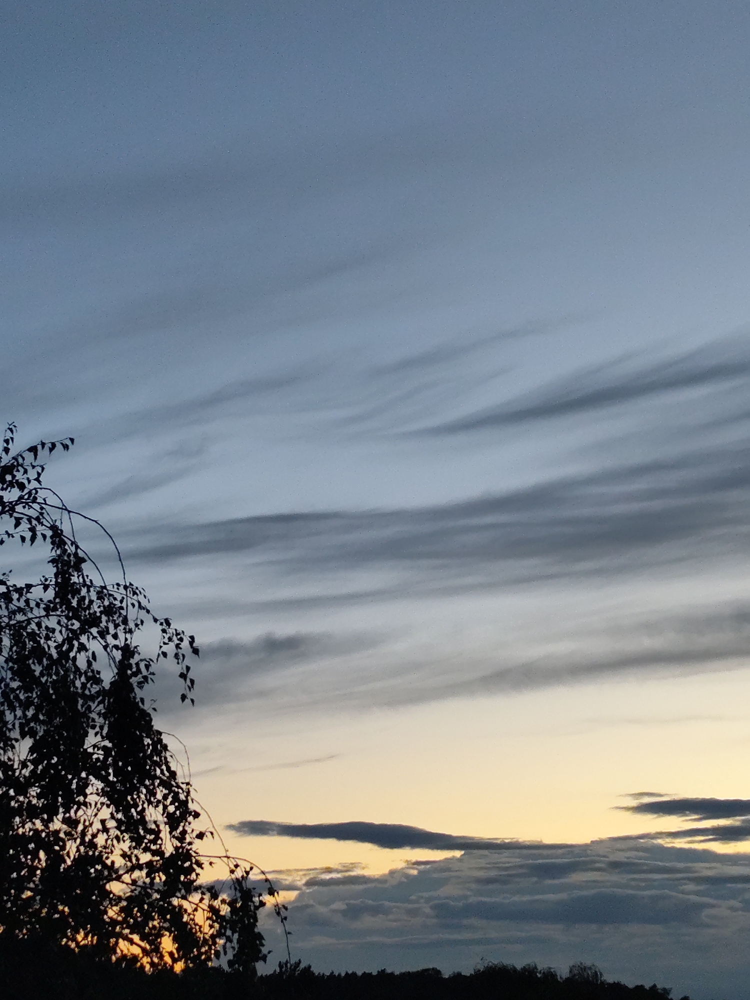 The image captures a dusky sky filled with wispy, horizontal clouds. In the foreground, the silhouette of a leafy tree branch curves from the left side of the frame. The lower portion of the image reveals a dark treeline, hinting at a landscape. The sky transitions from a pale yellow-orange near the horizon to a muted blue and grey overhead. The scene appears to be an outdoor natural setting, possibly at dusk or dawn, given the lighting and cloud formations. The specific location in Zielona Góra, Poland cannot be determined from the visual information presented. There are no people, specific objects, or actions depicted in the image.