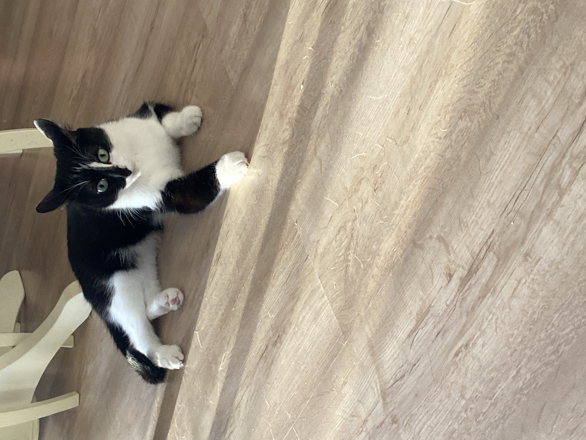 A black and white cat lies on a light-colored wooden floor. The cat is positioned to the left of the frame and is mostly white on its chest and belly, with black patches on its back, head, and limbs. The cat's green eyes are visible, and it appears to be looking towards the viewer. A white chair leg is visible in the lower left corner of the image. The floorboards run diagonally across the frame. There are no people or indications of a location within Yekaterinburg, Russia.