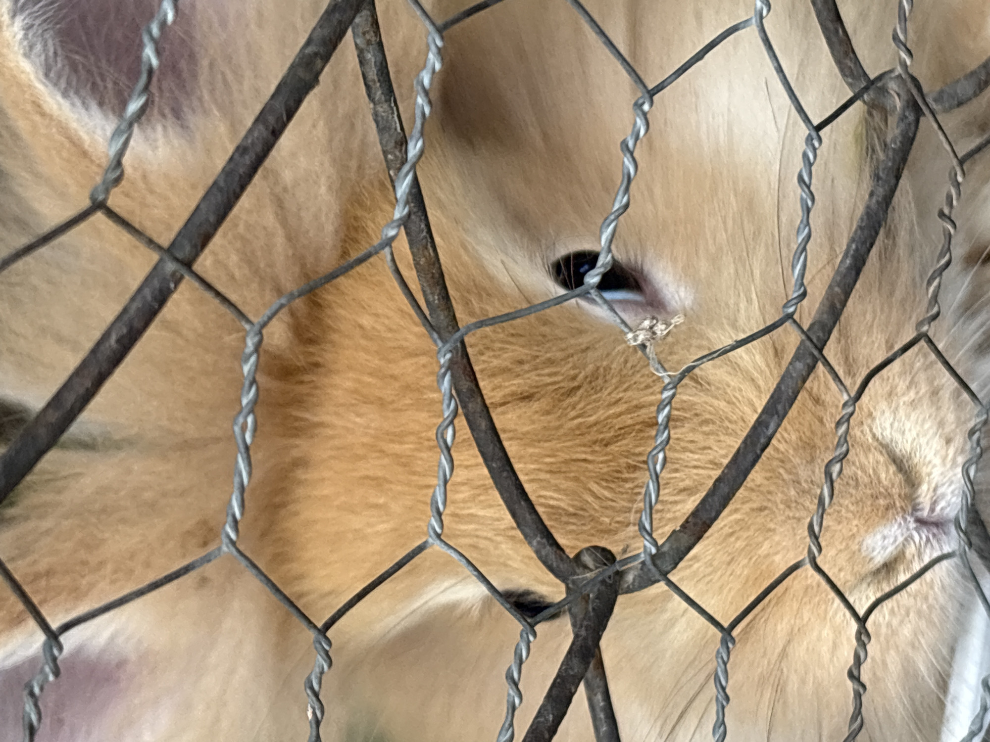 This close-up image captures an animal, likely a dog or fox, with soft, light brown and tan fur, viewed through a wire mesh fence. The animal's fur fills most of the background, appearing somewhat out of focus. A dark, possibly black, eye is visible in the upper right quadrant, peeking through an opening in the fence. A subtle blue or purple tint is visible along the lower edge of the eye, possibly a reflection or part of the iris.
The foreground is dominated by the fence, which consists of twisted metallic wires forming a diamond or hexagonal mesh pattern. Several thicker, darker metal bars, possibly part of a cage or enclosure structure, run diagonally and vertically across the frame, integrated with the finer wire mesh. These bars appear aged or weathered. The focus is sharp on the fence wires, emphasizing the barrier between the viewer and the animal. The lighting suggests a natural, bright environment. No specific activity is depicted, beyond the animal's presence behind the enclosure. There is no visible text. The image's context places the scene in Yerevan, Armenia.