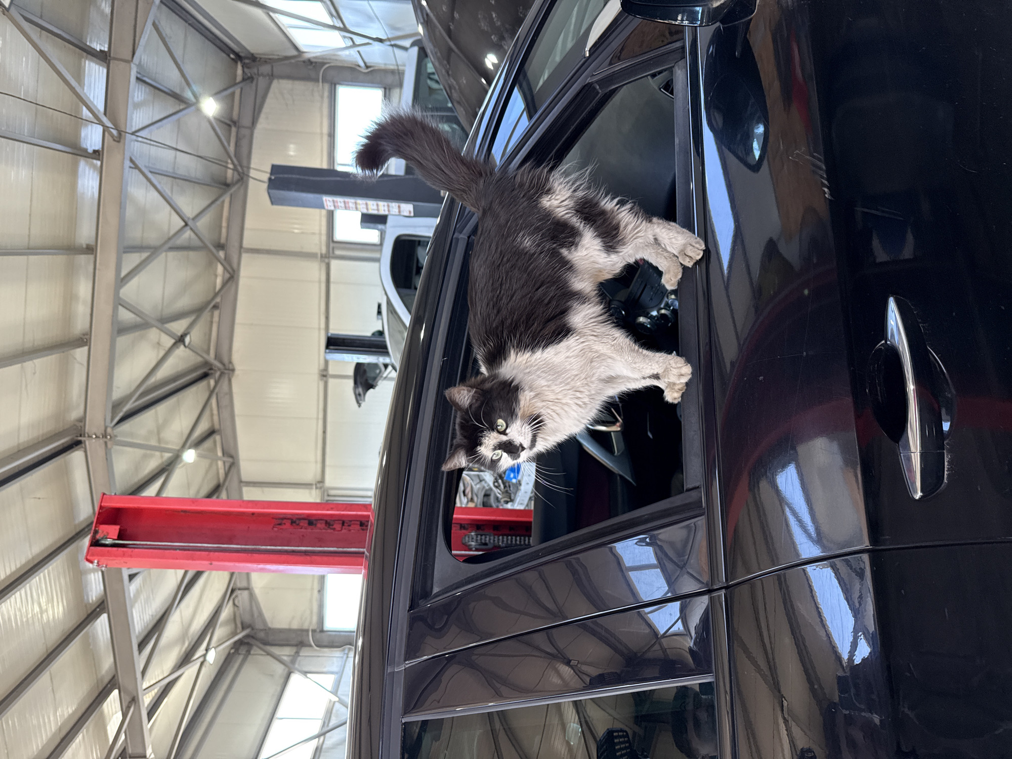 A cat is climbing out of the open window of a black vehicle in what appears to be a garage or repair shop. The cat is a mix of black and white fur. The vehicle is parked under a red car lift. The ceiling of the building is high and made of light-colored metal panels with visible support structures. The location appears to be Sofia, Bulgaria.