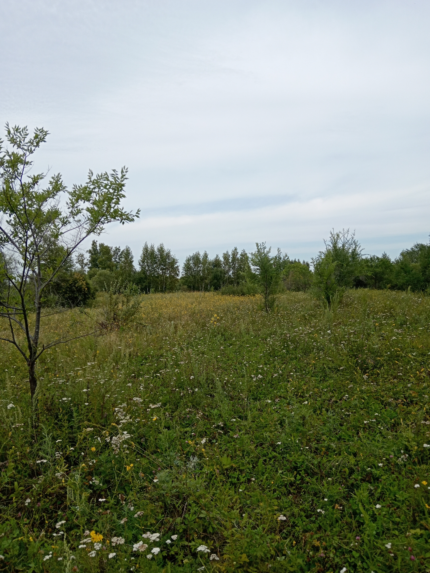 A wide-angle, eye-level, outdoor, natural light photograph depicts a field of wildflowers under a cloudy sky. In the foreground to the left, a young tree with dark bark and green leaves stands. The middle ground and background are filled with a dense meadow of green grass and various wildflowers, predominantly white and yellow, with some scattered taller green trees forming a line on the horizon. The sky above is overcast with light gray and white clouds. This scene is located in Nikolskoye, Russia.