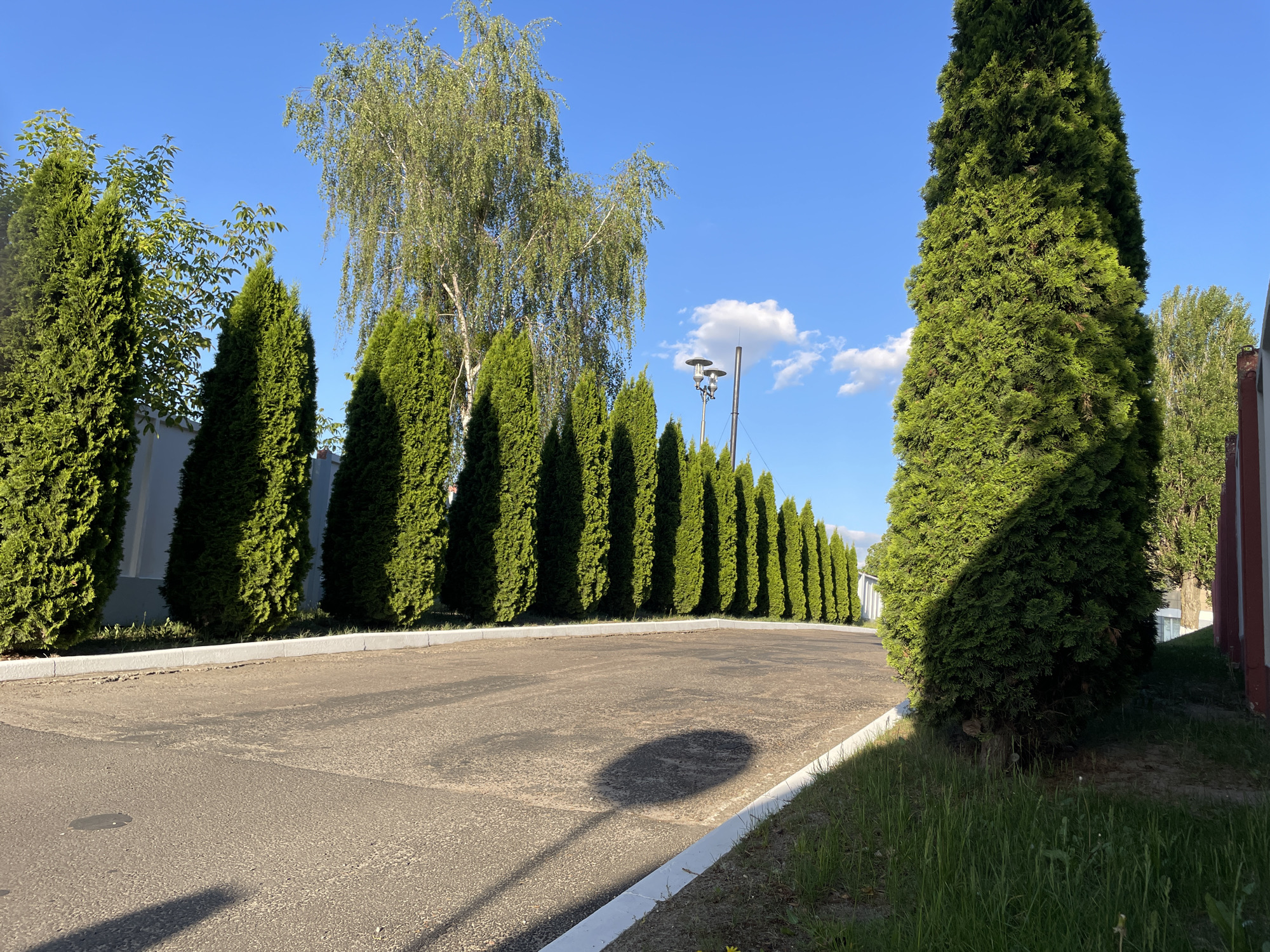 The image depicts a paved road bordered by a row of tall, cone-shaped evergreen trees on one side and a grassy area on the other. A birch tree stands out among the evergreens. In the background, a street lamp is visible. The sky is blue with a few clouds. The scene appears to be in a suburban or park-like setting, potentially in Brest, Belarus. The image contains no people or actions.