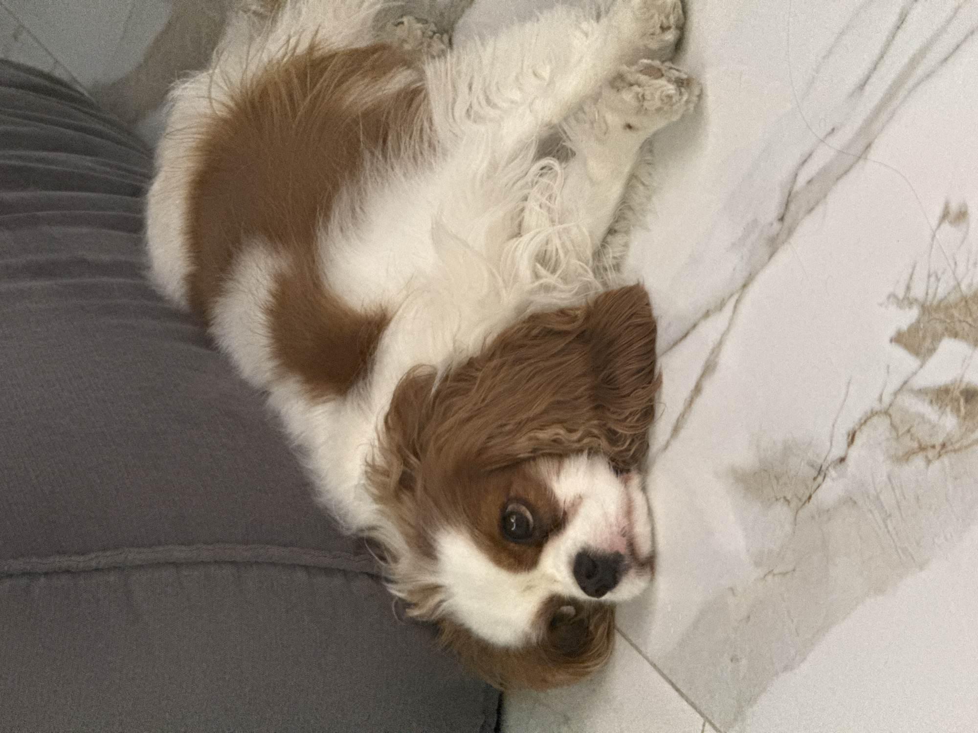 A Cavalier King Charles Spaniel lies on its back with its head resting on a gray sofa or cushion. The floor is light-colored marble. The location is Молодежный, Russia.