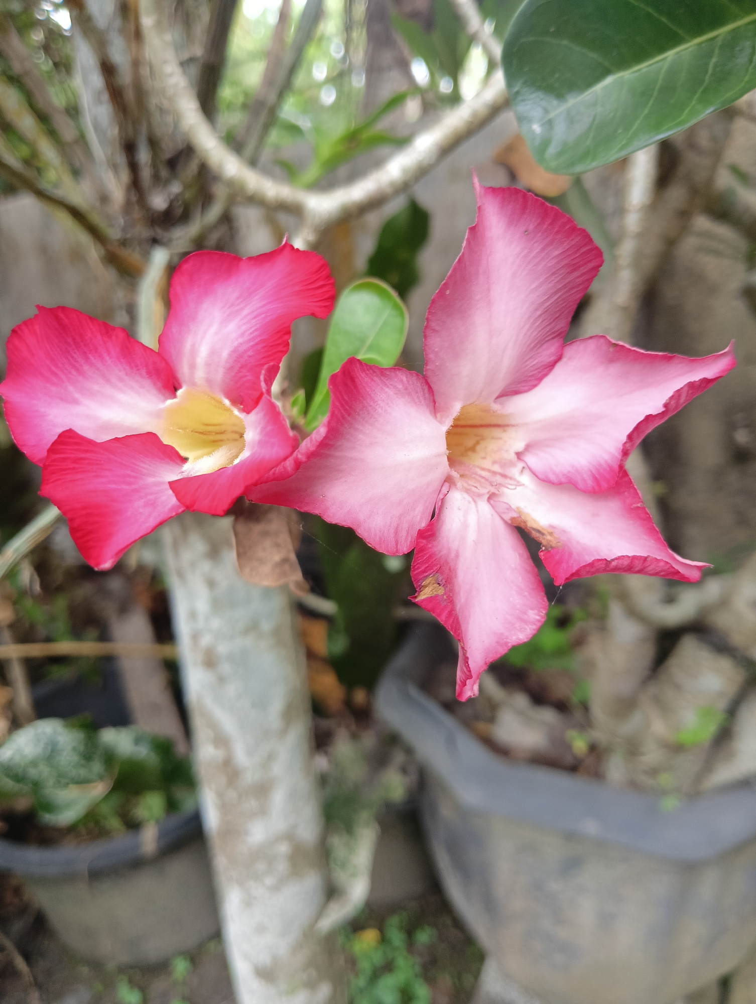 Two Adenium flowers, also known as Desert Roses, are in full bloom, their pink and white petals creating a vibrant contrast against the natural background. The flowers, with their distinct trumpet shape and delicate veins, are the primary subjects of the image. One flower is positioned slightly to the left, showcasing its deep pink edges that fade into a lighter pink and yellow center. The second flower, to the right, exhibits a similar color gradient, with its petals spread wide, revealing the intricate details of its stamen.
The flowers are growing on a plant with thick, woody stems, indicative of their succulent nature. In the background, the environment suggests an outdoor setting, likely a garden or a yard in a tropical or subtropical region. The presence of blurred green foliage and tree branches hints at a natural, untamed setting. The soft focus of the background elements, including what appear to be potted plants and possibly the side of a building, draws the viewer's attention to the sharp detail of the flowers.
The overall impression is one of natural beauty and resilience, with the flowers standing out as focal points in their environment. The lighting appears to be natural daylight, illuminating the delicate textures and vibrant colors of the petals. No people are visible in the image. The scene is peaceful and serene, showcasing the simple elegance of nature.
This scene is located in the city of Rayeukpayaitek, Indonesia, a region known for its lush vegetation and tropical climate, which provides an ideal environment for such flowers to thrive.