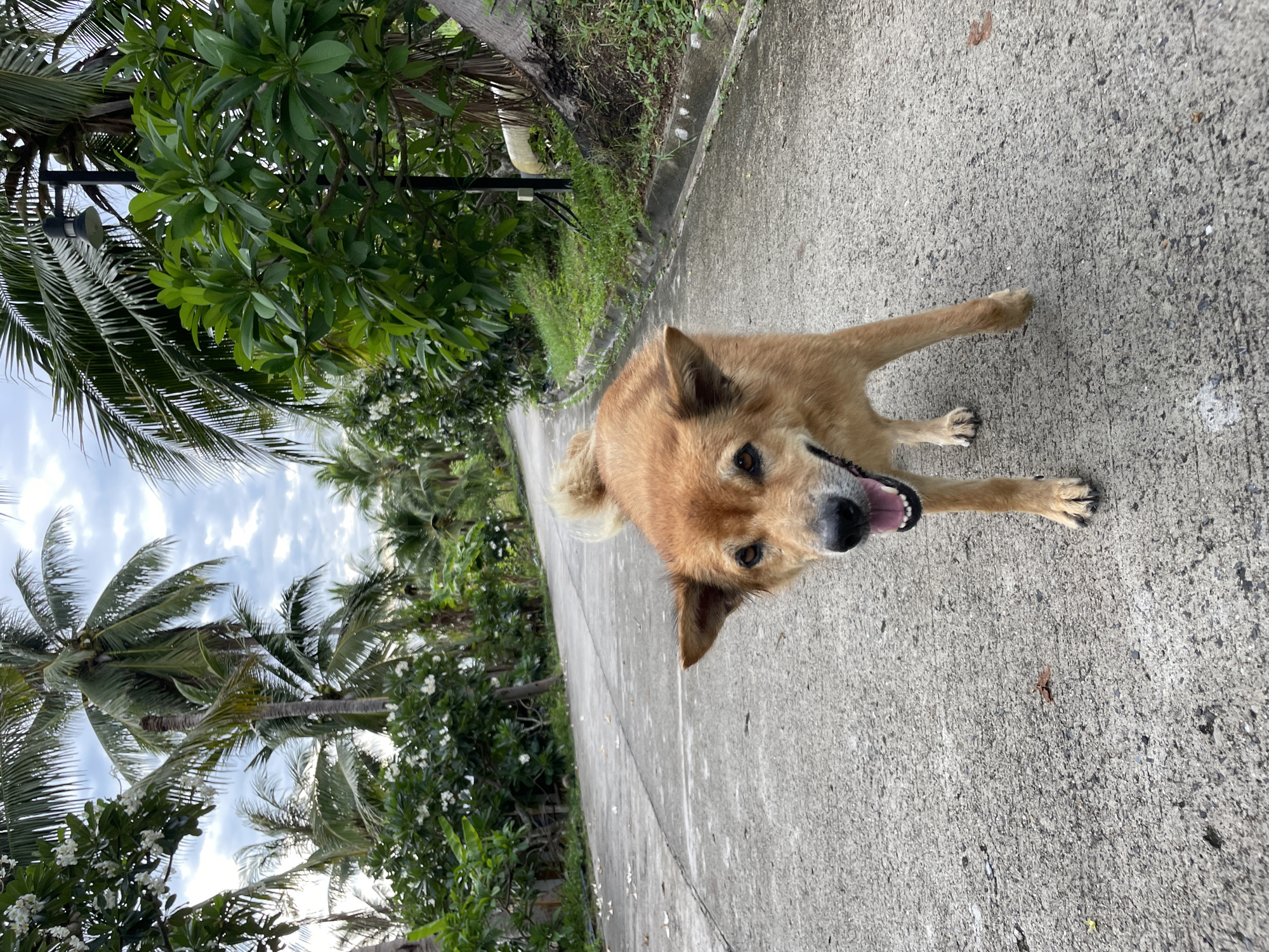A medium-sized, tan-colored dog stands on a concrete walkway or road in Baan Wang Ta Kien, Thailand. The dog is looking up toward the camera with its mouth open. Behind the dog are lush tropical trees, including palm trees. The sky is partly cloudy.
