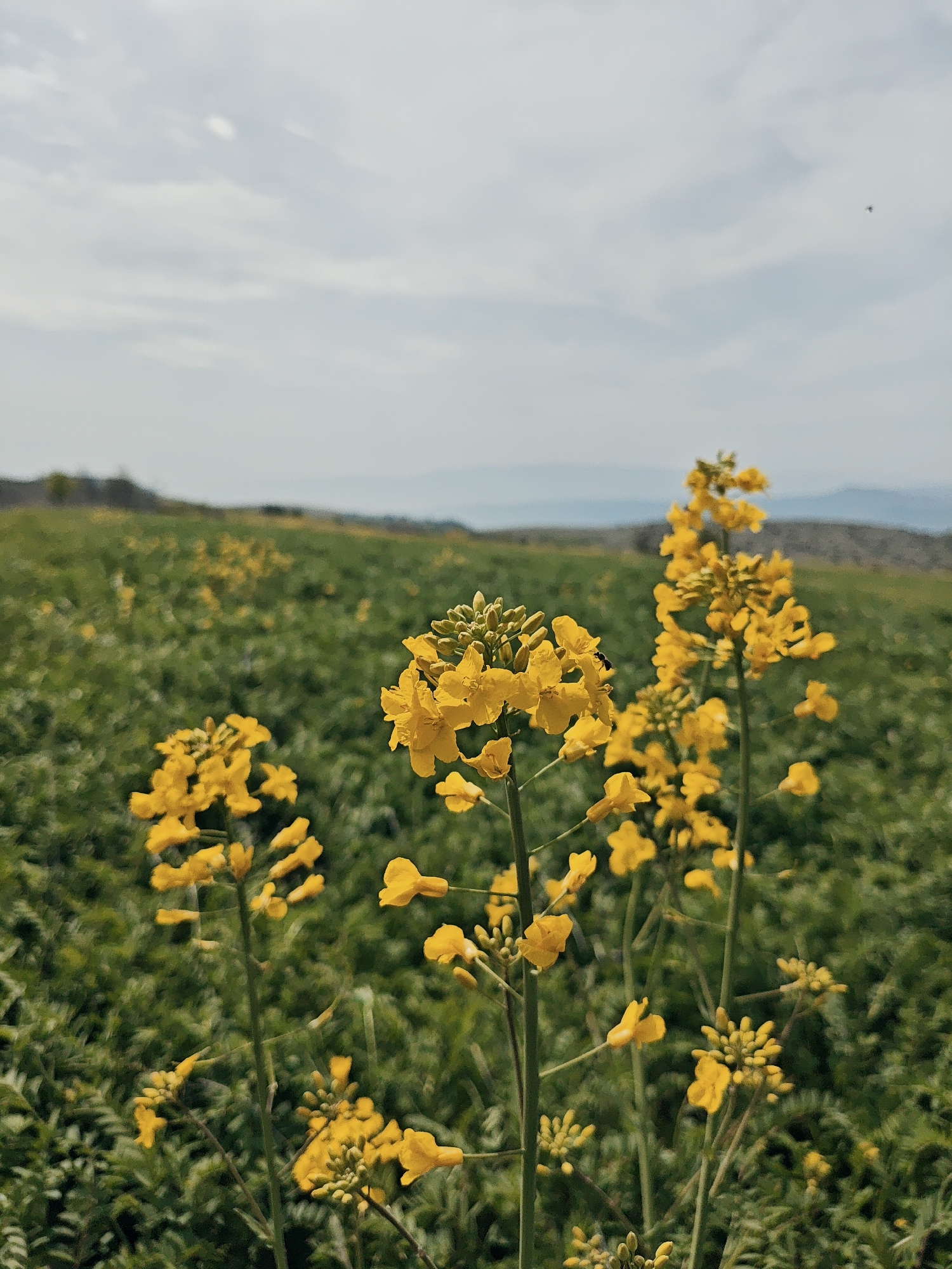 The image displays a vibrant, close-up perspective of a field dominated by bright yellow rapeseed (canola) flowers. Several stalks of these distinct flowers are prominent in the foreground, showcasing both open blossoms and undeveloped buds. The shallow depth of field softly blurs the extensive green foliage and additional yellow blooms in the midground, suggesting a vast agricultural expanse. A small, dark insect is visible resting on one of the central yellow flowers. In the background, the field gradually transitions into hazy, distant hills or mountains. The sky above is a light, overcast gray, indicating daytime with diffused natural light, consistent with a spring or early summer setting. The scene evokes a sense of tranquility within a natural, farmed environment. No text is visible.