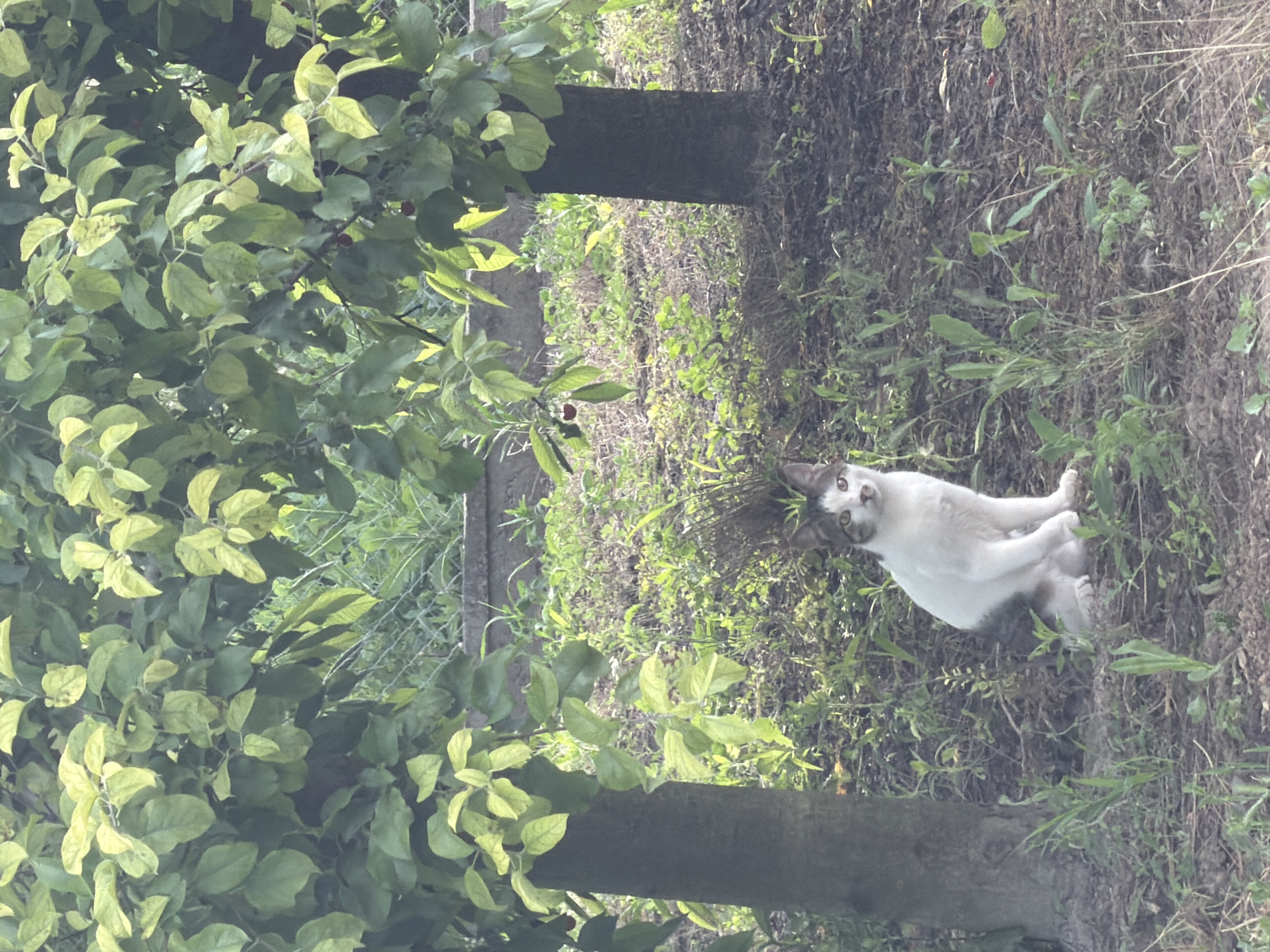 A short-haired cat with white and grey tabby markings sits on the ground between two trees in a garden. The cat is facing forward and looking at the camera. The trees have green leaves and some red fruit is visible on the branches of the tree on the left. The ground is covered with dirt and green vegetation. In the background, there is a concrete wall and more greenery. The scene is lit by natural sunlight. The location is Orehovitsa, Bulgaria.