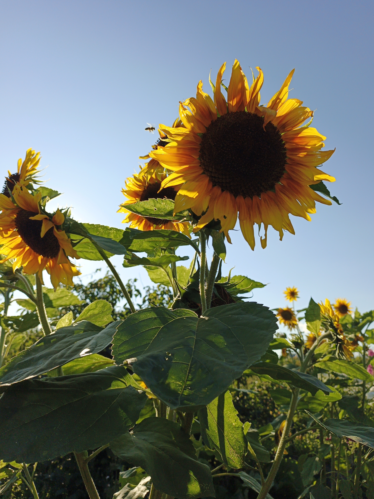 A low-angle, close-up shot captures a field of sunflowers under a clear blue sky in Medvedyovka, Russia. The foreground is dominated by large, green sunflower leaves, some catching the sunlight. Several sunflowers are in focus, with their characteristic dark centers and bright yellow petals. One sunflower in the upper right of the frame is particularly prominent, its petals illuminated by the sun. A bee is visible flying near this sunflower, suggesting activity. In the background, more sunflowers of varying sizes are present, some appearing smaller and slightly out of focus, creating depth. The overall impression is of a sunny day in a sunflower field.