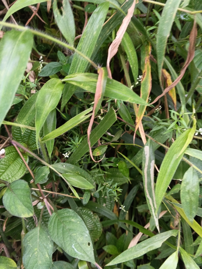 The scene depicts a dense patch of uncultivated green foliage, consistent with a natural outdoor environment in Mianyang, China. The frame is entirely filled with various types of plant matter. Dominant elements include numerous broad green leaves and narrower, grass-like blades, presenting a range of green hues. Several leaves exhibit areas of yellowish-brown or reddish-brown discoloration, indicating partial desiccation or senescence. Scattered throughout the vegetation are small, white, star-shaped flowers. In the lower-left quadrant, a broad green leaf features a distinct small, irregularly shaped hole and a faint, curved white mark on its surface. No individuals, animals, or man-made objects are present. Lighting appears natural and diffuse.