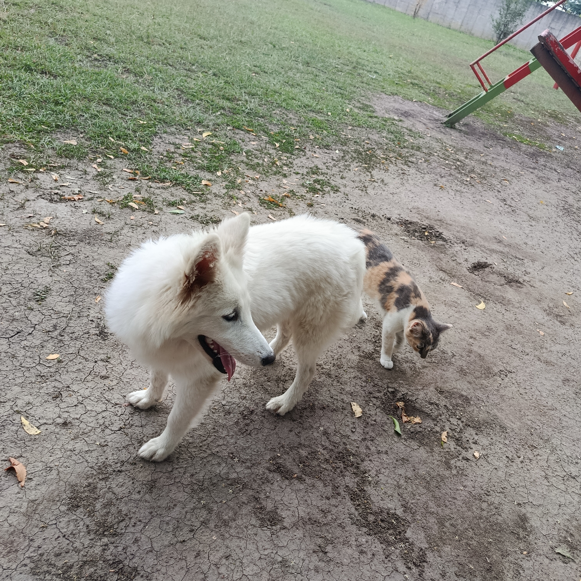 The image shows a white dog with its tongue out, standing on cracked earth next to a calico cat in an outdoor area that appears to be in Los Guayos, Venezuela. A patch of grass is visible in the background, along with a children's slide. There are no people visible in the frame.