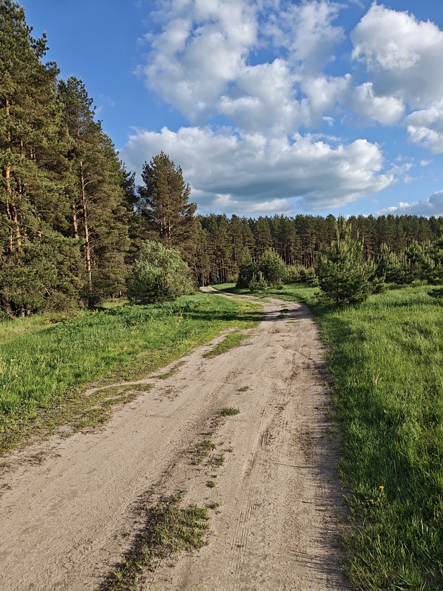 The image depicts a dirt road leading through a field towards a dense forest in Заречье, Russia. The sky is blue with scattered white clouds. The road surface is uneven with patches of grass growing through it. Tall trees line the left side of the road, casting shadows across the path. On the right, the road is bordered by a grassy field. The forest in the background is comprised of coniferous trees. There are no people visible in the scene.