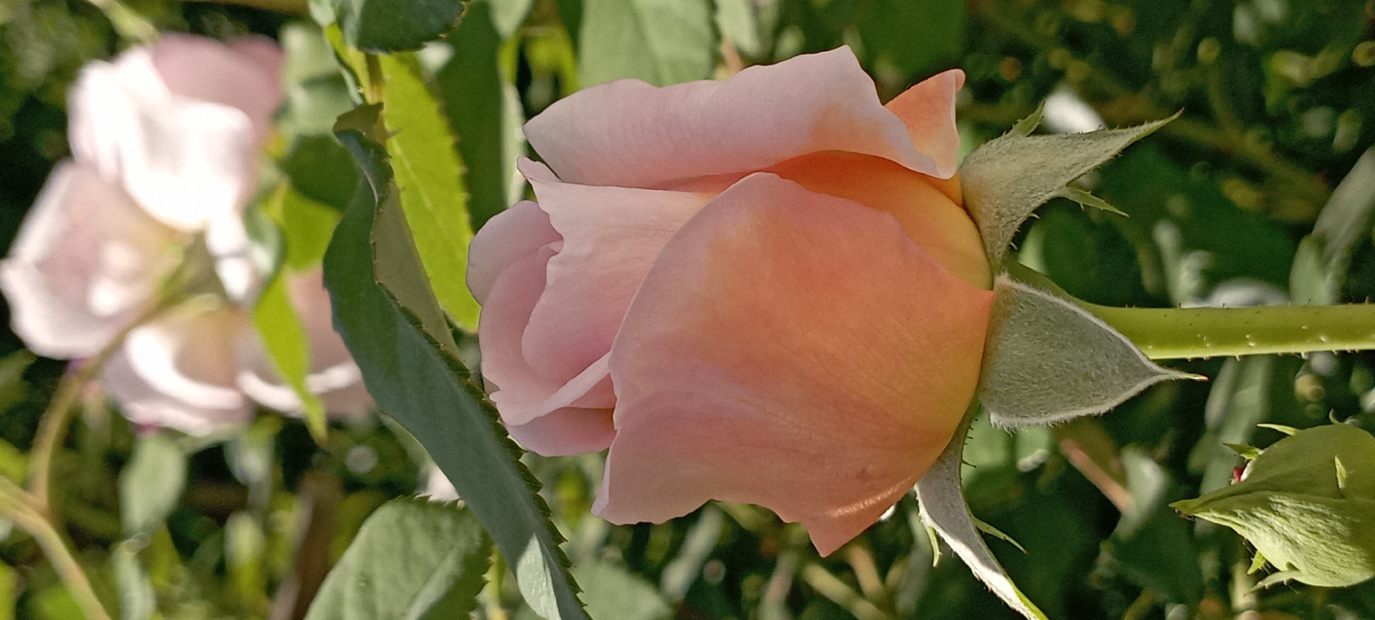 A close-up, vertical shot captures a pale pink rosebud against a blurred background of green foliage and other pink flowers. The rosebud is tightly furled, with delicate petals transitioning from a soft peachy hue at the bottom to a lighter pink at the top. A single green leaf with serrated edges partially obscures the upper portion of the bud. The stem is green and shows small prickles. In the lower left corner, a smaller, unopened green bud is visible. The lighting suggests a sunny day, with soft shadows highlighting the textures of the petals and leaves. The image does not provide information about the city of Radisne, Ukraine.