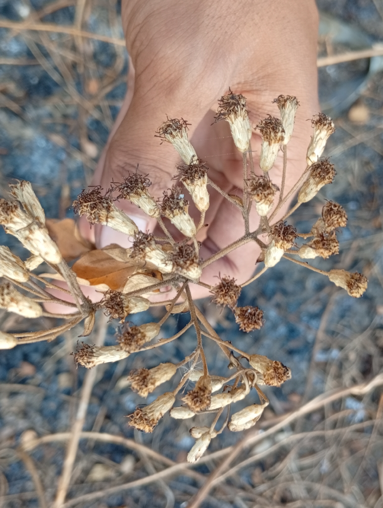 A close-up, overhead shot shows a human hand holding a cluster of dried, brown and off-white flower heads. The flower heads are small and elongated, with a bristly appearance at the top. They are arranged on thin, dry stems, forming a branched structure. The hand, with visible skin texture and lines, is cupped around the base of the flower stems. The background is blurred, consisting of dry, straw-like vegetation and a dark, possibly muddy or damp surface. The scene suggests an outdoor environment, possibly in a natural or semi-natural setting within Sarangmeduro, Indonesia. The lighting appears to be natural sunlight, casting soft shadows.