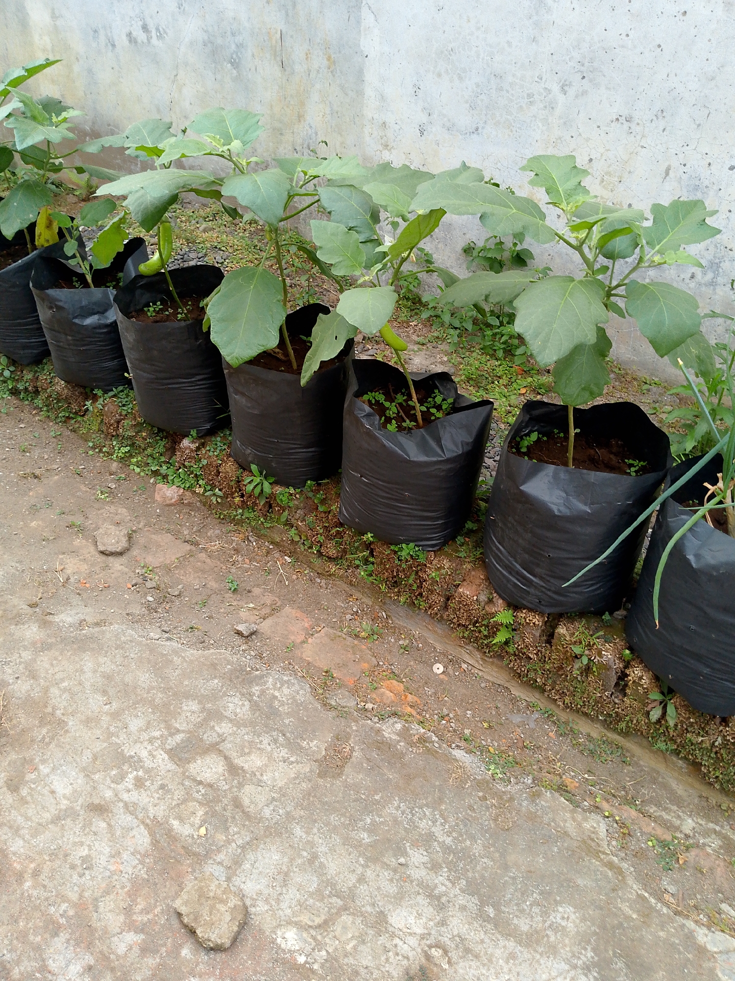 In Babadan, Indonesia, a row of black plastic grow bags lines a concrete pathway adjacent to a textured, light-colored wall. Each bag contains a young plant, likely an eggplant, with large green leaves and some bearing small green fruits. The plants are spaced evenly, and the ground around them is covered with dry soil, small green weeds, and some scattered red bricks. The pathway itself is made of weathered concrete with visible cracks and a few small stones. The overall scene suggests a small-scale gardening setup, possibly a backyard or a communal planting area, with the plants in various stages of growth.