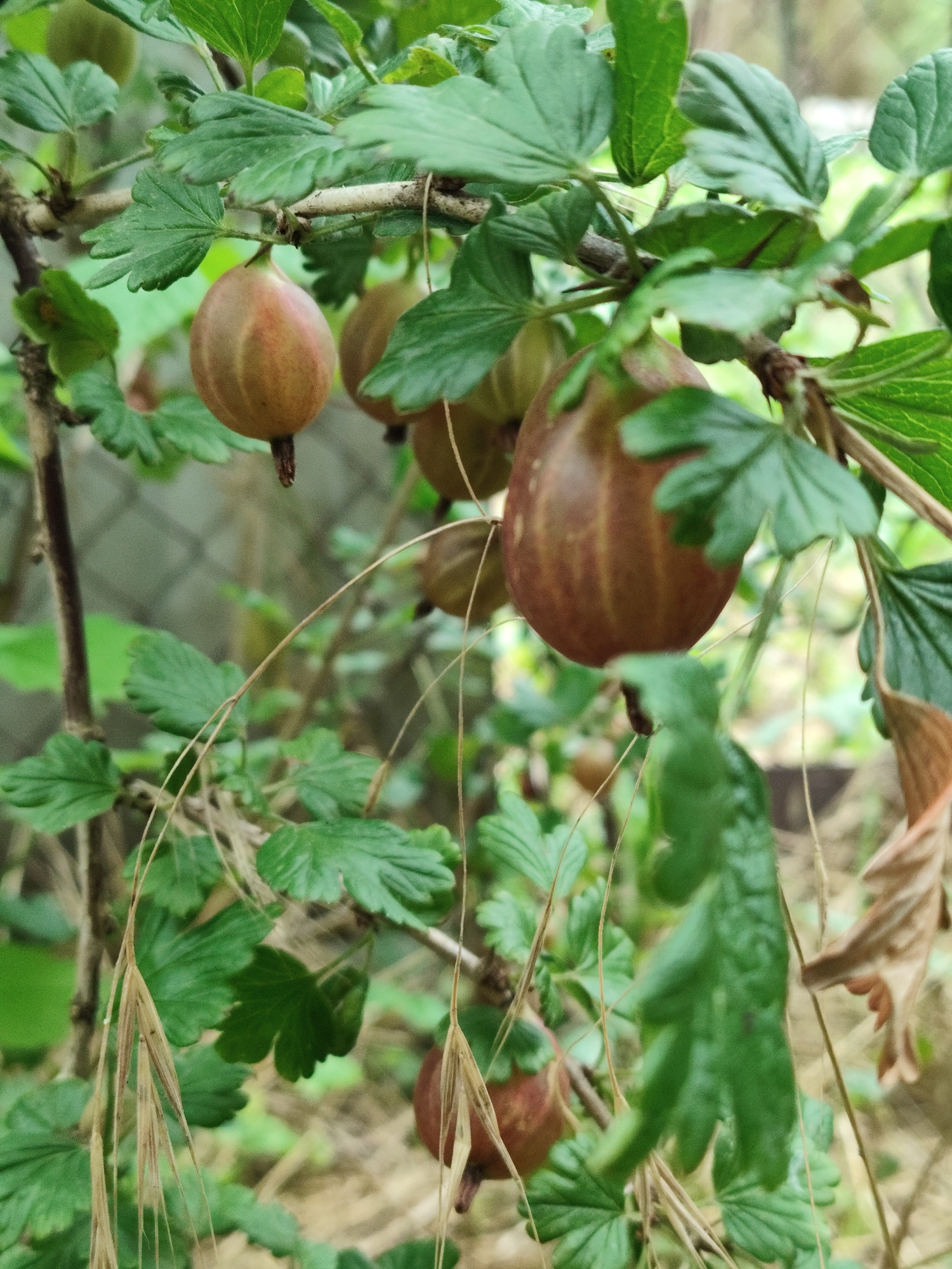 This media file is a close-up, eye-level shot of gooseberries growing on a bush in Znamenskiy, Russia. The focus is on several ripe gooseberries, appearing in shades of reddish-brown and yellowish-green, hanging from the branches. The berries are plump and oval-shaped, with a visible stem attached. Surrounding the berries are numerous green leaves, some appearing slightly curled or damaged, and thin, wispy brown stalks that hang down. In the background, a blurred mesh fence is visible, suggesting an outdoor setting such as a garden or orchard. The lighting suggests it is daytime, possibly overcast or in shaded conditions, as there are no harsh shadows. The overall impression is one of a natural, slightly unkempt garden scene, with the gooseberries ready for harvest. There is no visible text in the image.