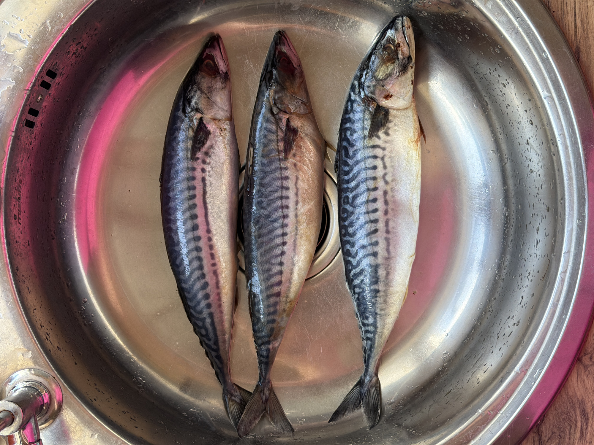 Three fresh mackerel lie in a stainless steel kitchen sink. The fish are arranged lengthwise, with their heads oriented towards the top of the frame. The sink is circular with a drain in the center. A faucet handle is visible in the lower left corner. The rim of the sink appears to be colored pink. The image was taken indoors. There is no indication the image was taken in Chaikovsky, Russia.