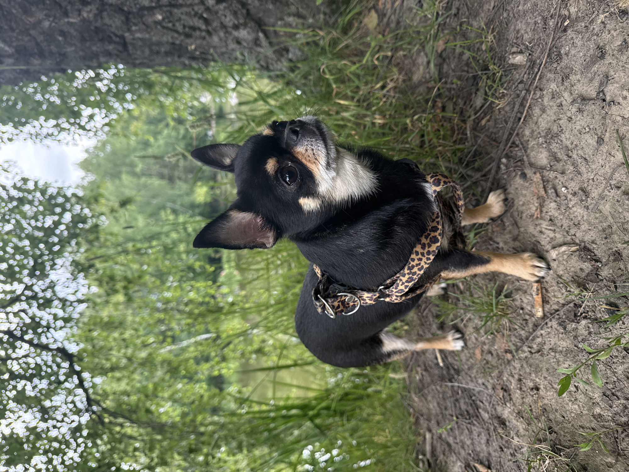 A small black and tan Chihuahua, wearing a leopard-print harness, stands on a dirt path near the edge of a body of water and tall green grass. A large tree trunk is visible to the right of the dog. The background shows lush green foliage, and the sky is overcast. The scene appears to be in a natural, outdoor setting.