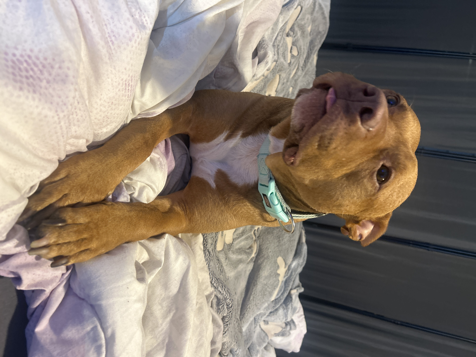 A reddish-brown pitbull-type dog is lying on a bed covered in crumpled white and gray patterned sheets. The dog wears a light blue collar. Its paws are visible near the edge of the sheets, and its tongue is slightly protruding. The photo is taken at a close-up angle. The location in the city is Unknown, Unknown.