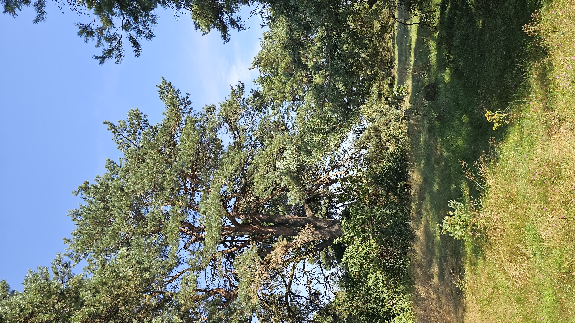 The image depicts a sunlit clearing surrounded by mature pine trees and dense green undergrowth, typical of a natural landscape in the Дукорскі сельскі Савет, Belarus. The sky is a clear, bright blue. In the foreground, a mix of dry, golden grass and vibrant green grass covers the ground, with scattered small pink and yellow wildflowers. A young pine sapling is visible in the center of the clearing. The trees exhibit gnarled branches and rich green needles, casting dappled shadows on the grass. The overall impression is one of a peaceful, natural setting bathed in sunlight. There are no people or animals visible in the image.