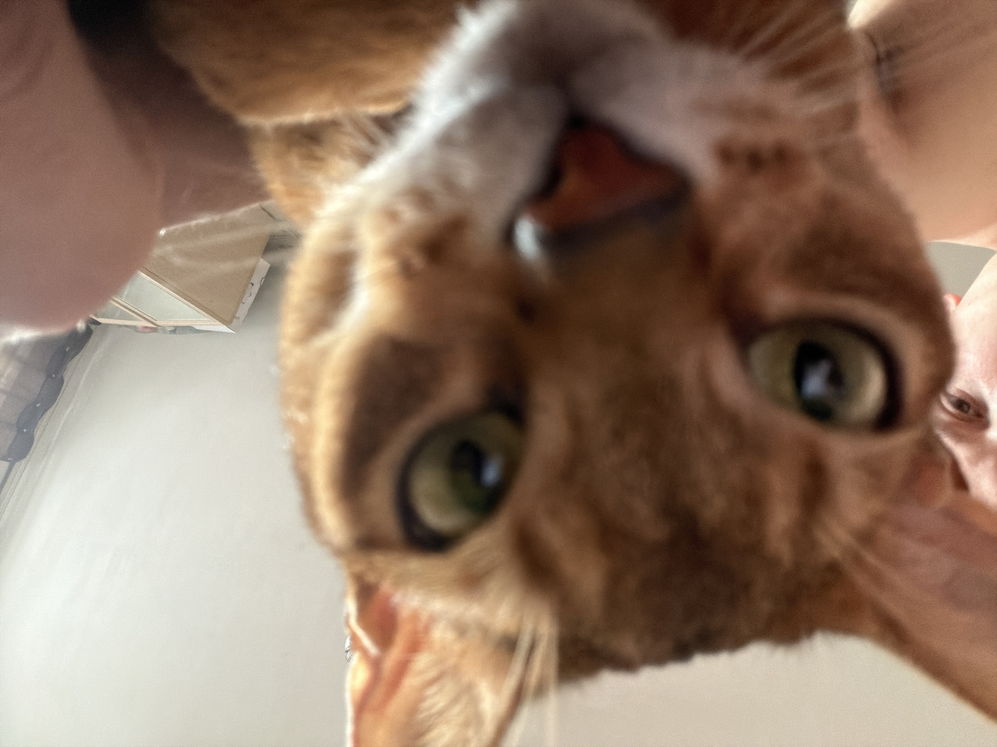A close-up, slightly blurry photograph depicts a reddish-orange cat looking down at the camera. Part of a human face is visible at the right edge of the frame. A framed picture is visible on the left side of the photo. The location is not evident from the image.