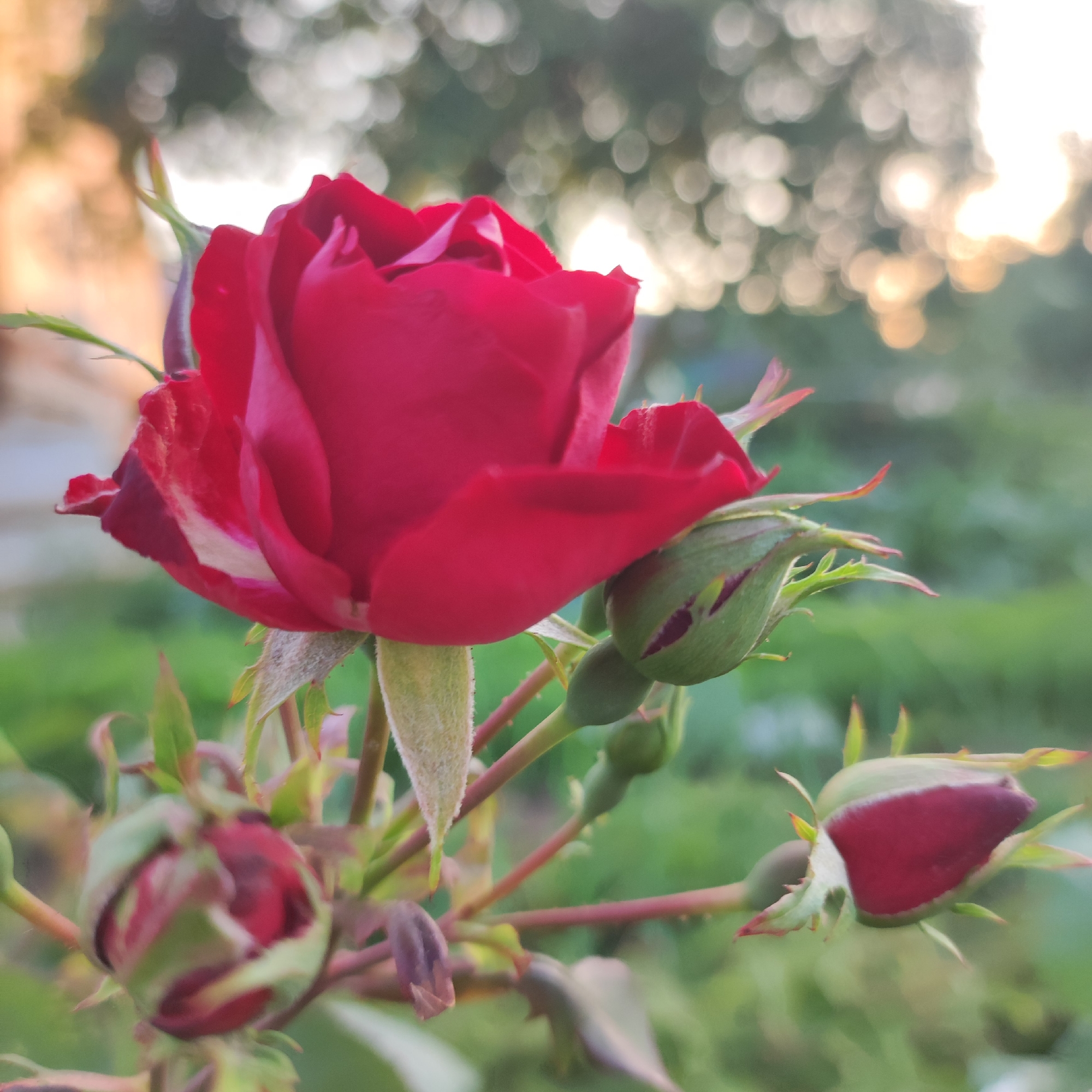 A close-up, shallow depth-of-field shot captures a vibrant red rose bloom in focus, its petals unfurling against a softly blurred background. Several rosebuds, in various stages of development, are visible in the foreground and mid-ground, some green and tightly closed, others showing hints of deep red. The stems and sepals are also in focus, displaying fine, fuzzy textures and subtle reddish hues. The background is an impressionistic blend of soft greens, dappled light, and bokeh circles, suggesting an outdoor environment with foliage and sunlight filtering through. The image was taken in Navoloki, Russia.