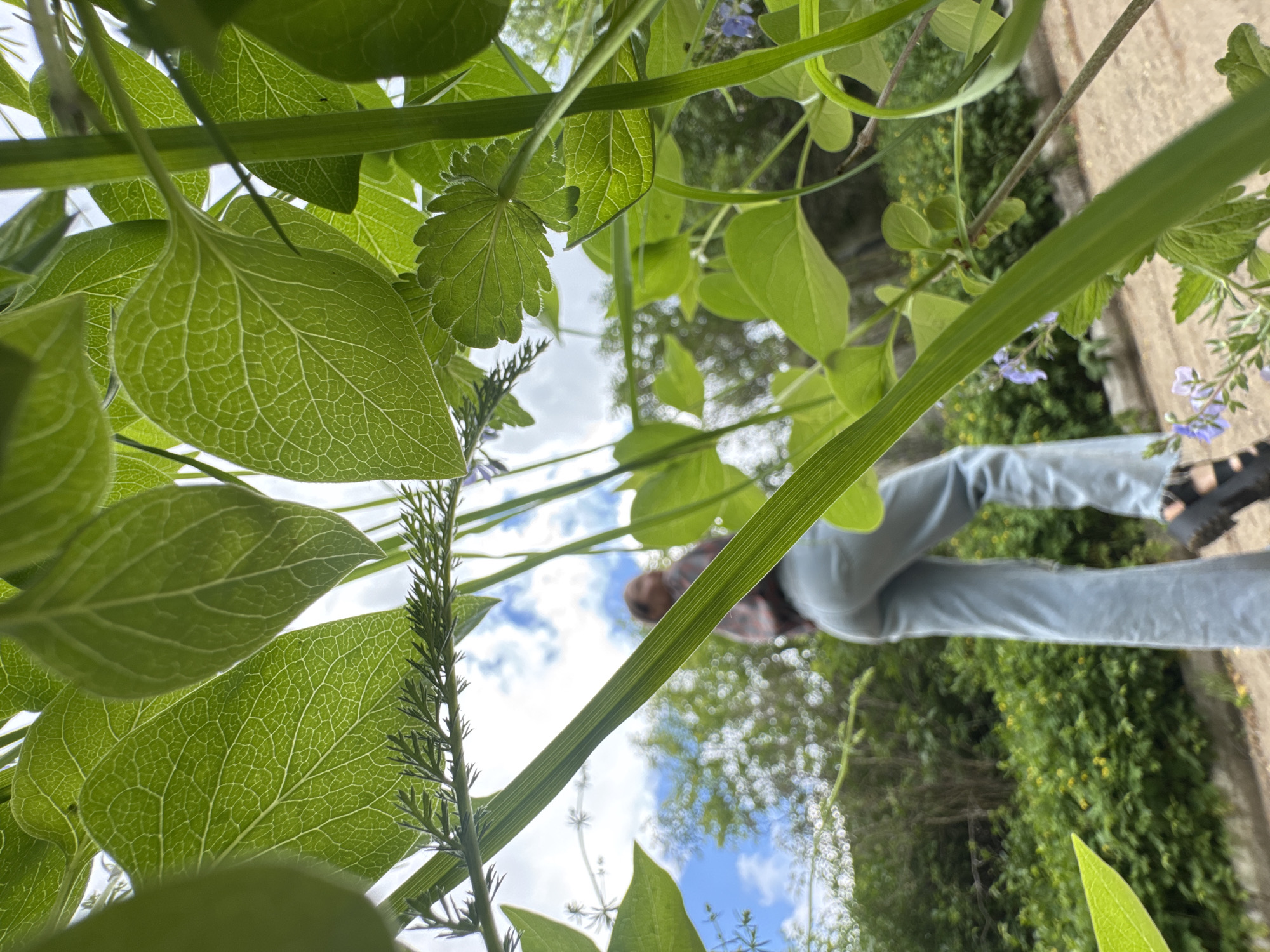The image depicts a low-angle view through dense green foliage, partially obscuring a human figure in the background. The person is wearing light blue jeans, a plaid shirt, and dark shoes, and is standing near a concrete structure or wall. The vegetation is varied, including broad leaves with visible veining and slender grass-like blades. The sky is visible through gaps in the foliage, showing a blue sky with white clouds. The location is Chaikovsky, Russia.
