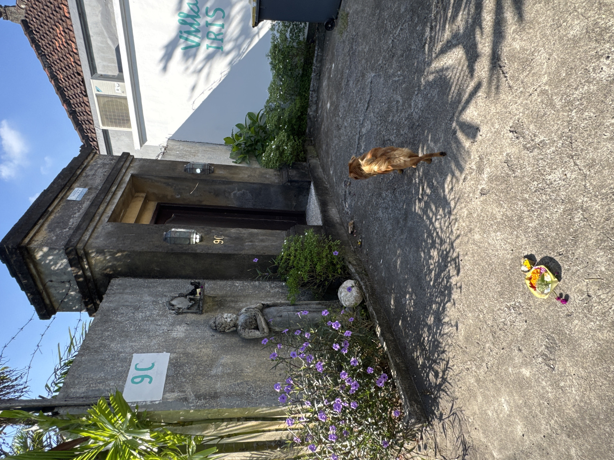The image shows a building exterior in Kuta, Indonesia. The building appears to be named "Villa IRIS," and its address is "9C." A small orange cat is standing on the concrete walkway outside the building. A statue of a reclining figure and a stone ball are near some purple flowers. A small offering of flowers lies on the concrete. The scene is lit by sunlight, casting shadows from nearby trees.