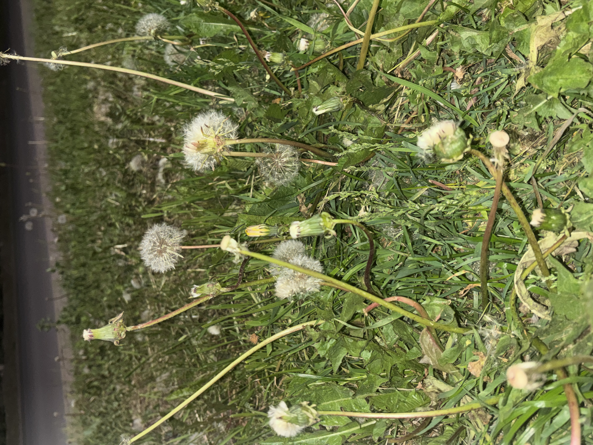 The image displays a ground-level close-up of an outdoor scene, primarily featuring a patch of grass and dandelions. Numerous dandelions are visible in various stages of their life cycle. Several prominent dandelions are in their mature, fluffy seed head stage, characterized by white, spherical seed parachutes. Others appear as closed green buds or partially opened flowers with hints of yellow petals. Some dandelion stalks are visible, a few appearing to be freshly cut or broken.
The ground is densely covered with green grass and broad-leafed weeds, which seem to be unkempt. In the background, particularly on the left side, a blurred dark surface suggests an asphalt road or pathway running alongside the grassy area.
The lighting indicates that the photo was likely taken during the evening or at night, possibly with artificial illumination such as a camera flash, which highlights the dandelions and foreground vegetation against a darker, somewhat muted background. There are no people, animals, or structures visible within the frame. No text is present in the image. The scene depicts a natural, possibly roadside, environment in Красные Баки, Russia, focused on plant life.