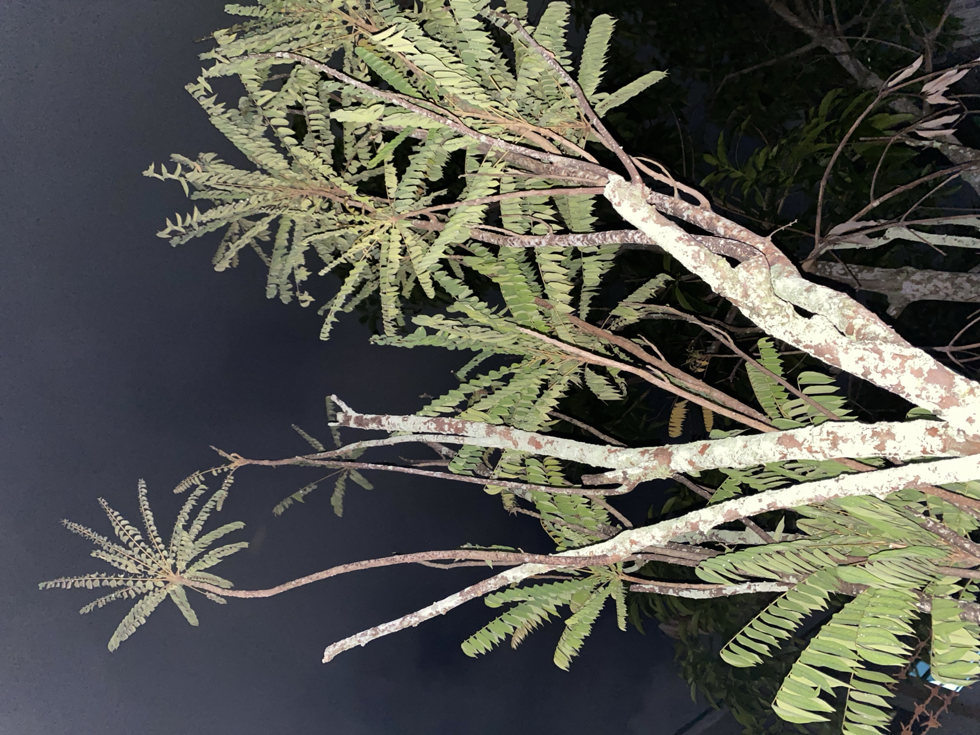 A low-angle, full-shot photograph taken at night depicts the trunks and foliage of several trees. The tree trunks are mottled with white and brown, suggesting a rough bark texture. The leaves are predominantly green and arranged in clusters along the branches. The background is a dark, indistinct sky, indicative of nighttime conditions. There are no people or animals visible in the image. The scene is likely located in a natural or semi-natural setting within Banjarmasin, Indonesia, such as a park, botanical garden, or residential area with significant tree cover.
