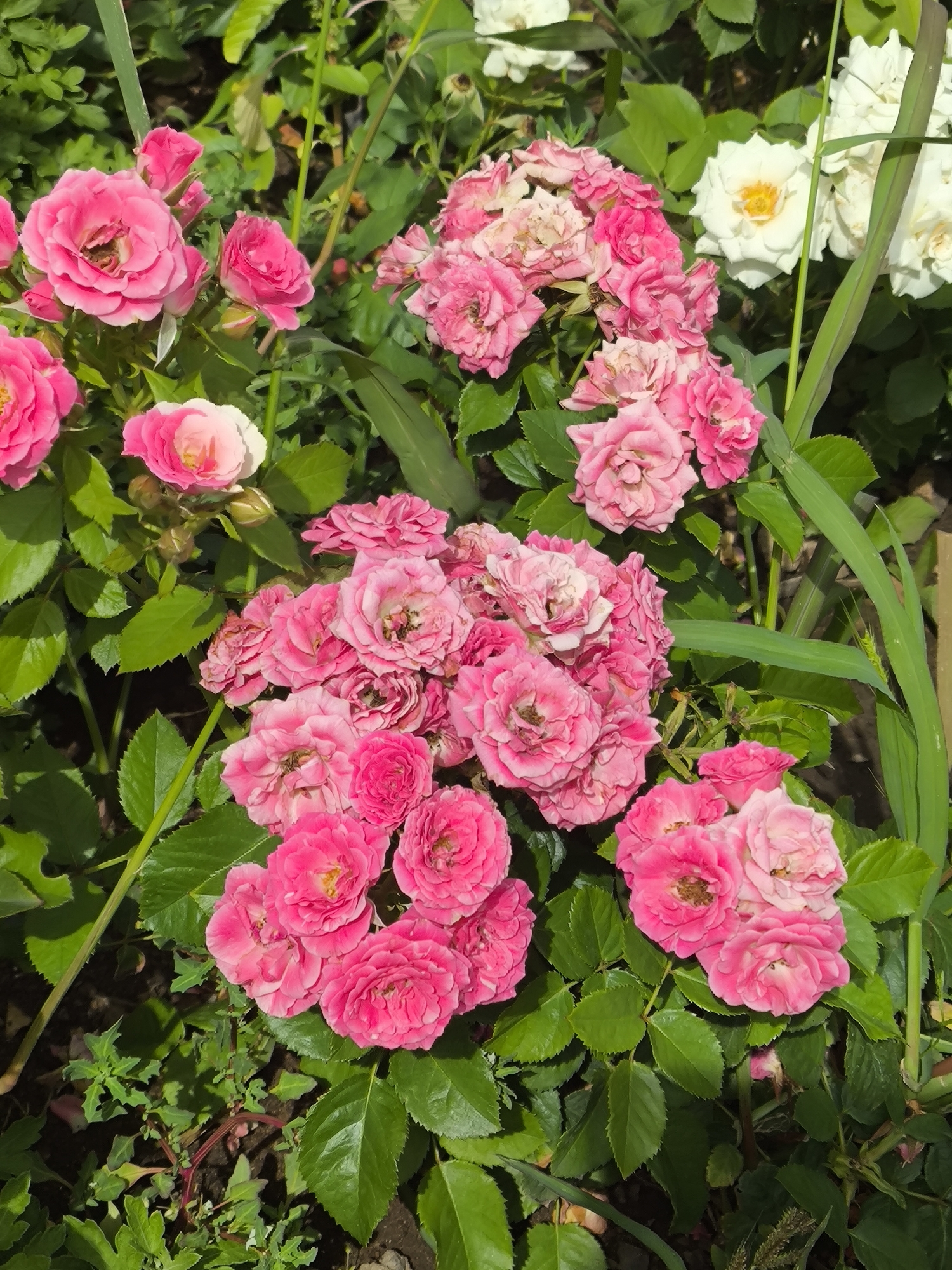 A close-up, vertical, eye-level shot captures a cluster of vibrant pink roses in bloom, interspersed with lush green foliage. The roses are of various sizes and stages of opening, with some buds still tightly closed and others fully unfurled, revealing their delicate petals. A few white roses are visible in the background, creating a soft contrast. The scene is bathed in natural light, casting gentle shadows on the leaves and petals. The image is taken outdoors, likely in a garden or park setting, with soil visible at the bottom of the frame. There are no people or animals present in the image. The overall impression is one of natural beauty and floral abundance. The photograph is not identifiable as being taken within the city administration of Qarağandı, Kazakhstan, or any other specific location.