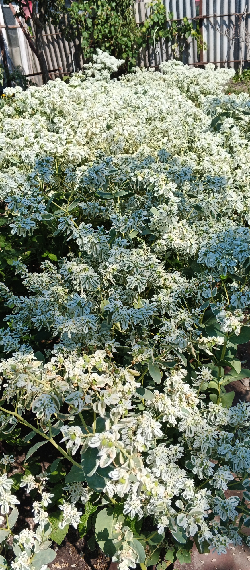The image shows a close-up of a dense planting of plants with variegated green and white leaves and small white flowers. The plants are growing in an outdoor setting, with a wooden fence visible in the background, along with some green foliage from other plants. The lighting suggests it is daytime, with shadows indicating sunlight. The scene appears to be in a garden or yard. There are no people or animals visible in the image.