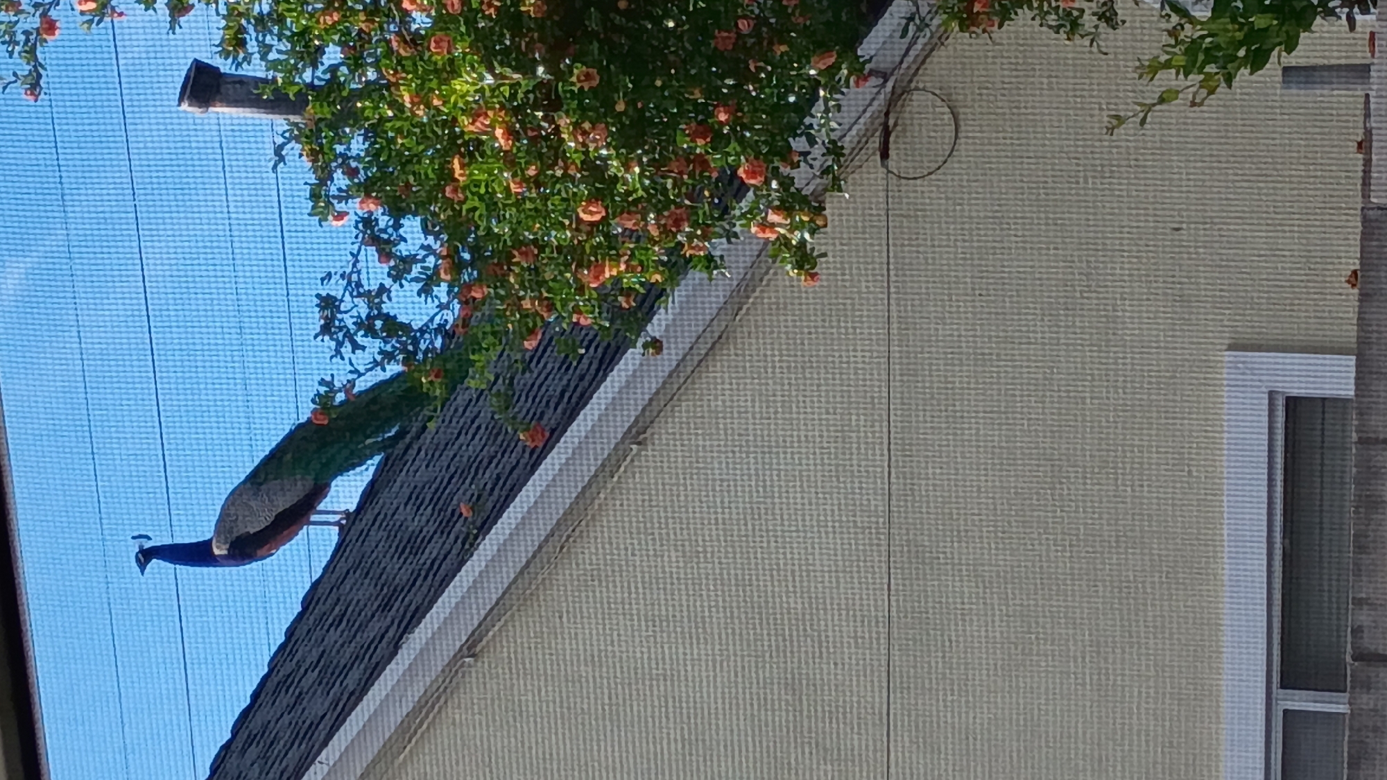 The image, taken through a screen or mesh, displays a peacock perched on a dark-shingled roof. The roof extends diagonally from the lower-left to the upper-right of the frame. The peacock, positioned on the left side of the roof, exhibits a vibrant blue head and neck, a grey body, and long, multi-hued green and blue tail feathers.
To the left of the roof and the peacock, a clear blue sky is visible, characterized by a distinct grid pattern indicative of a screen. Overhanging the roof from the upper portion of the image is a tree or large shrub adorned with lush green leaves and numerous small orange-red flowers. A dark pipe, likely a chimney or vent, emerges from the roof near the foliage.
On the right side of the diagonal roofline, a textured, off-white or beige building wall is visible. A white-framed window is partially seen in the lower-right corner of this wall, and a coiled wire or cable hangs near the roofline. The scene appears to be set during a clear, sunny daytime in a residential area, consistent with the presence of peacocks in certain neighborhoods of Los Angeles. No text is visible in the image.