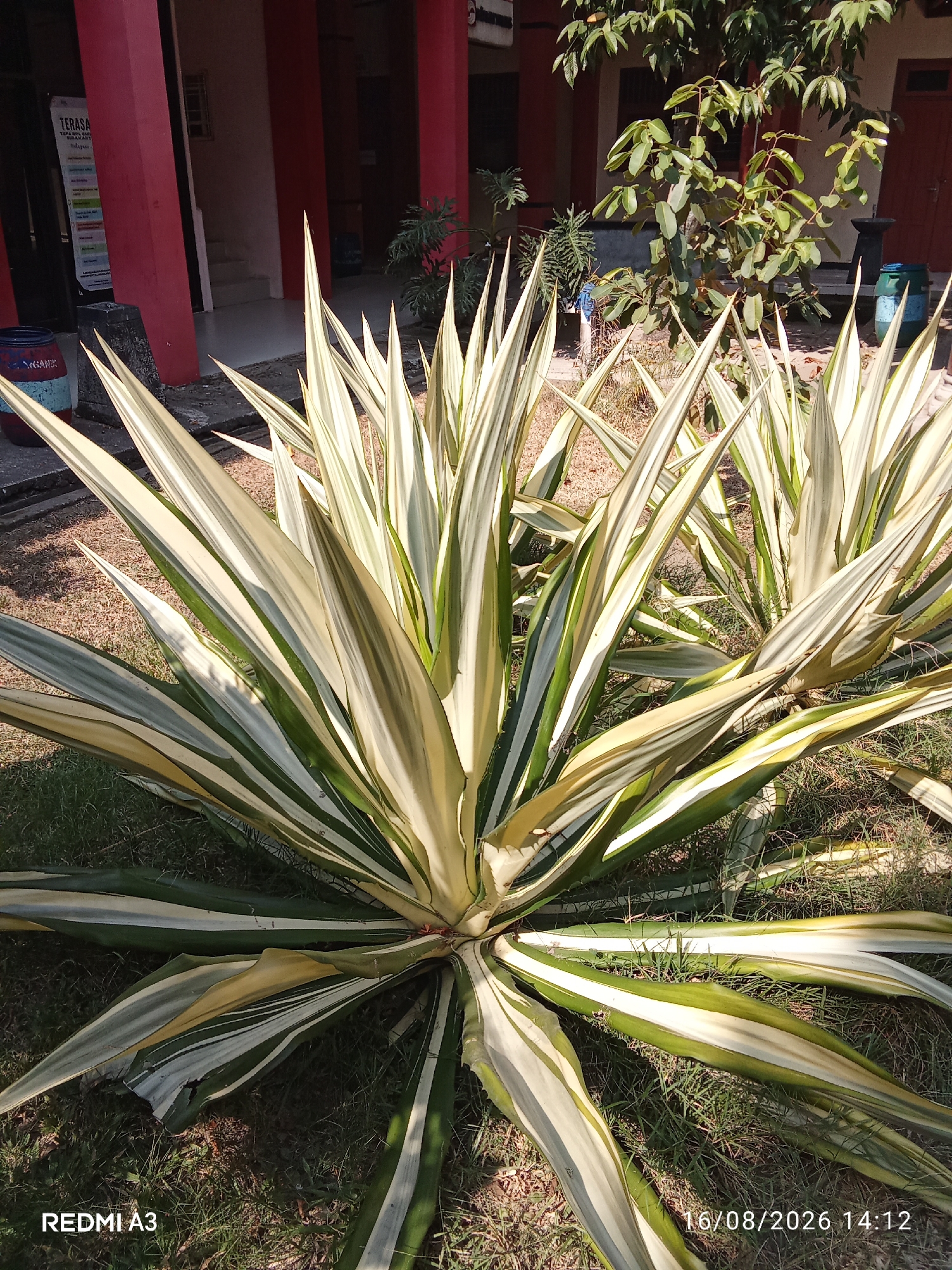 In an outdoor setting, likely in the city of Surakarta, Indonesia, a large, variegated agave plant with long, spiky leaves is the prominent subject. The plant displays a striking pattern of creamy white and green stripes on its leaves, which fan out from a central base. The foreground is dominated by the agave's foliage, with some dry grass and soil visible beneath.
In the background, hints of a building with red pillars and a white facade are present, suggesting an institutional or commercial area. A poster with text in Indonesian is affixed to one of the pillars. Further in the background, there's a tree with lush green foliage and another plant with fern-like leaves. Several large blue and green plastic barrels are also visible. The scene is bathed in sunlight, casting shadows and highlighting the textures of the plants and the surrounding environment. The overall impression is that of a well-maintained outdoor space, possibly a garden or courtyard area associated with a building. The timestamp "16/08/2026 14:12" and the text "REDMI A3" are overlaid on the bottom right and left of the image, respectively.