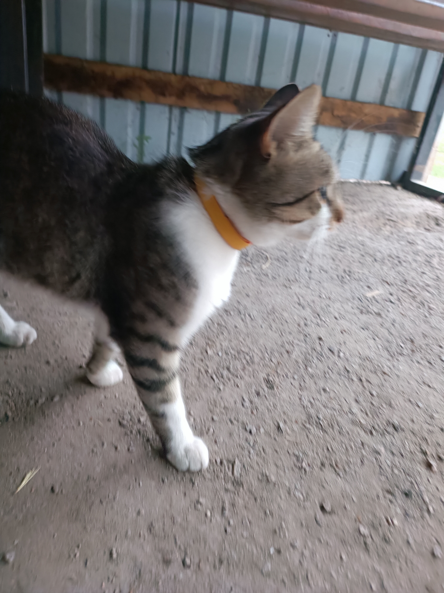 A brown and white tabby cat with a yellow collar is standing on a dirt floor. The cat is facing right and its body is angled slightly away from the camera. Its fur is short and appears to be a mix of grey, brown, and white. The cat has distinctive dark stripes on its tail and legs. Its front paws are white. In the background, there is a corrugated metal wall with horizontal wooden planks attached to it. The floor is covered in dirt and small pebbles, with a single dried grass stalk lying on it. The scene appears to be in an outdoor enclosure or shed.