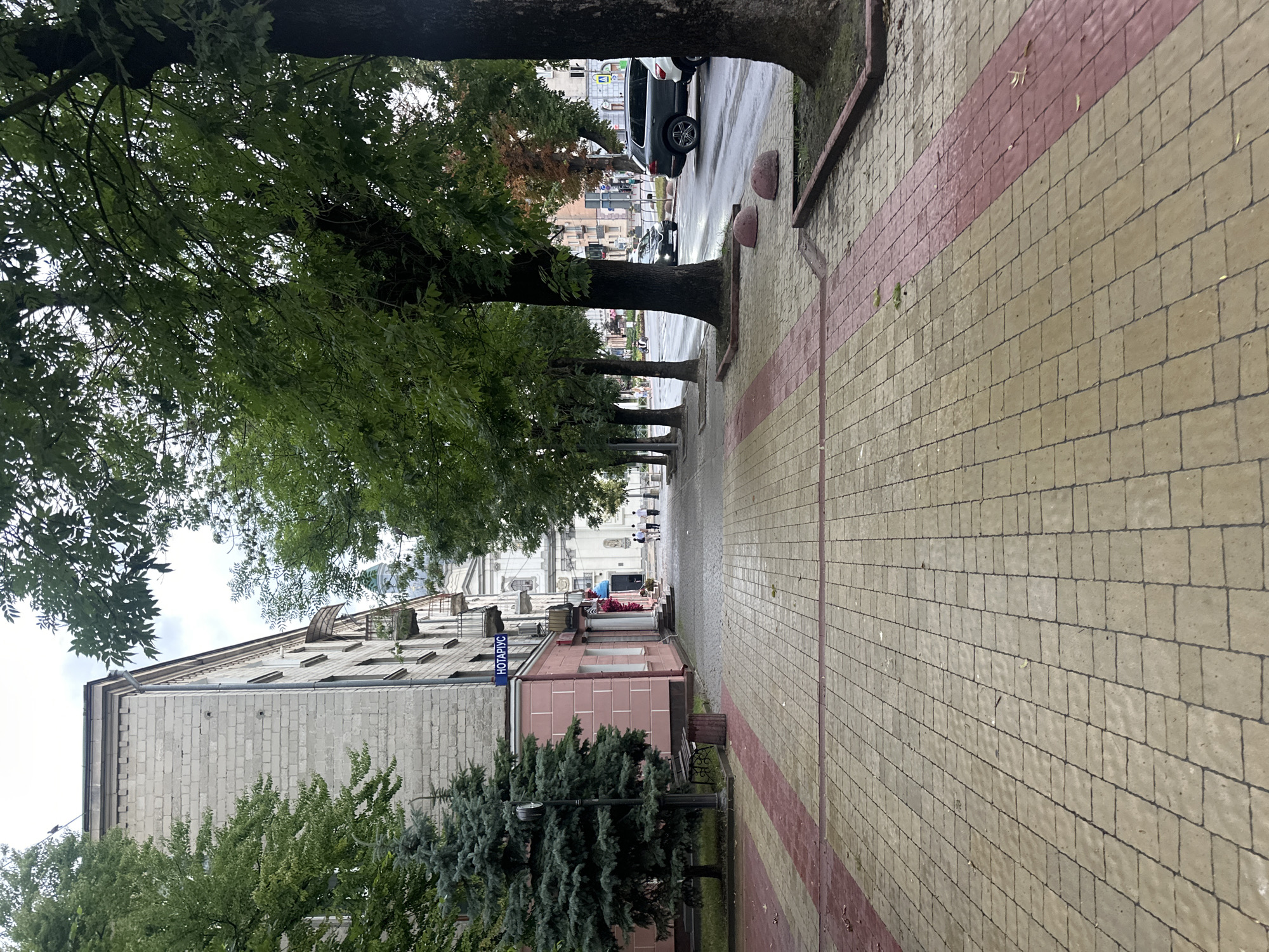 The image shows a street scene in Ternopil, Ukraine. In the foreground, there is a paved pedestrian walkway with yellow and red bricks. To the left, a building with a light grey brick facade and a pink lower section is visible, with a young fir tree and a bench beside it. A street sign with the Ukrainian word "НОТАРІУС" (NOTARIUS) is attached to the building. A row of mature trees with green foliage lines the right side of the walkway, separating it from a street where several cars are parked and moving. In the background, a large building with a dome, likely a church or religious institution, can be seen through the trees. Several people are walking on the sidewalk in the distance. The sky is overcast.