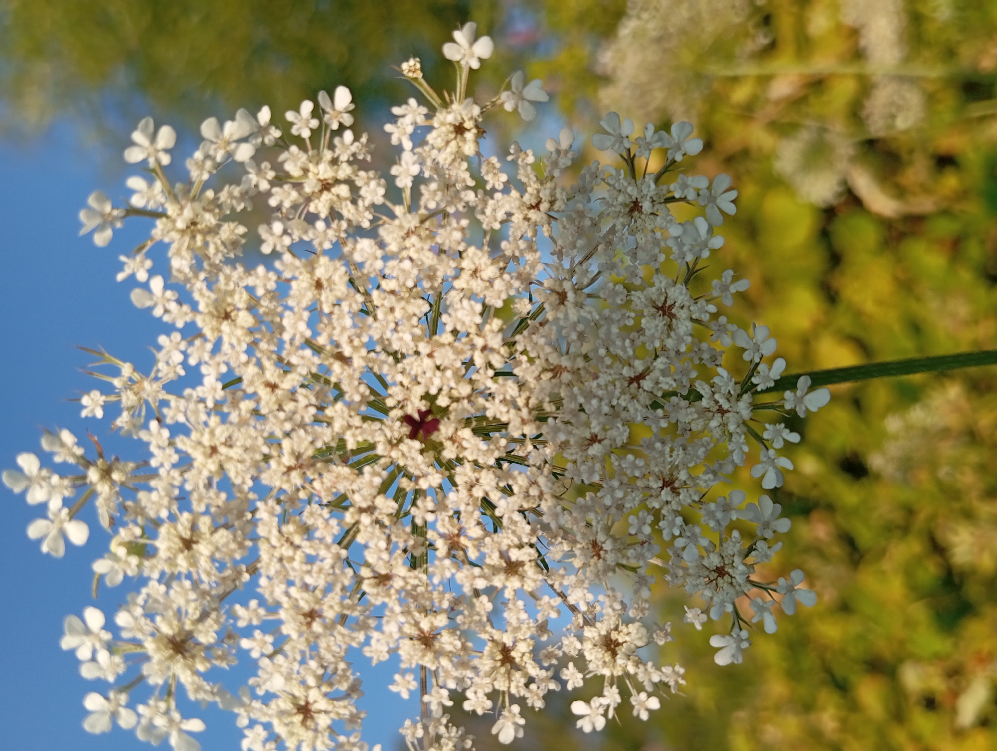 A close-up, low-angle shot captures a white Queen Anne's Lace flower against a bright blue sky and a blurred background of green foliage. The flower's intricate umbel structure, composed of numerous small white petals arranged in a radial pattern, is the central focus. A single dark red or purple floret is visible near the center of the umbel. The stem of the flower is a vibrant green, and other blurred white flower clusters are visible in the background, suggesting a natural setting. The image was taken outdoors, likely in a field or garden, possibly in the vicinity of Şirvanlı, Azerbaijan, given the context. There are no people or animals present in the frame. The lighting suggests it is daytime, with the sun illuminating the flower from the front.