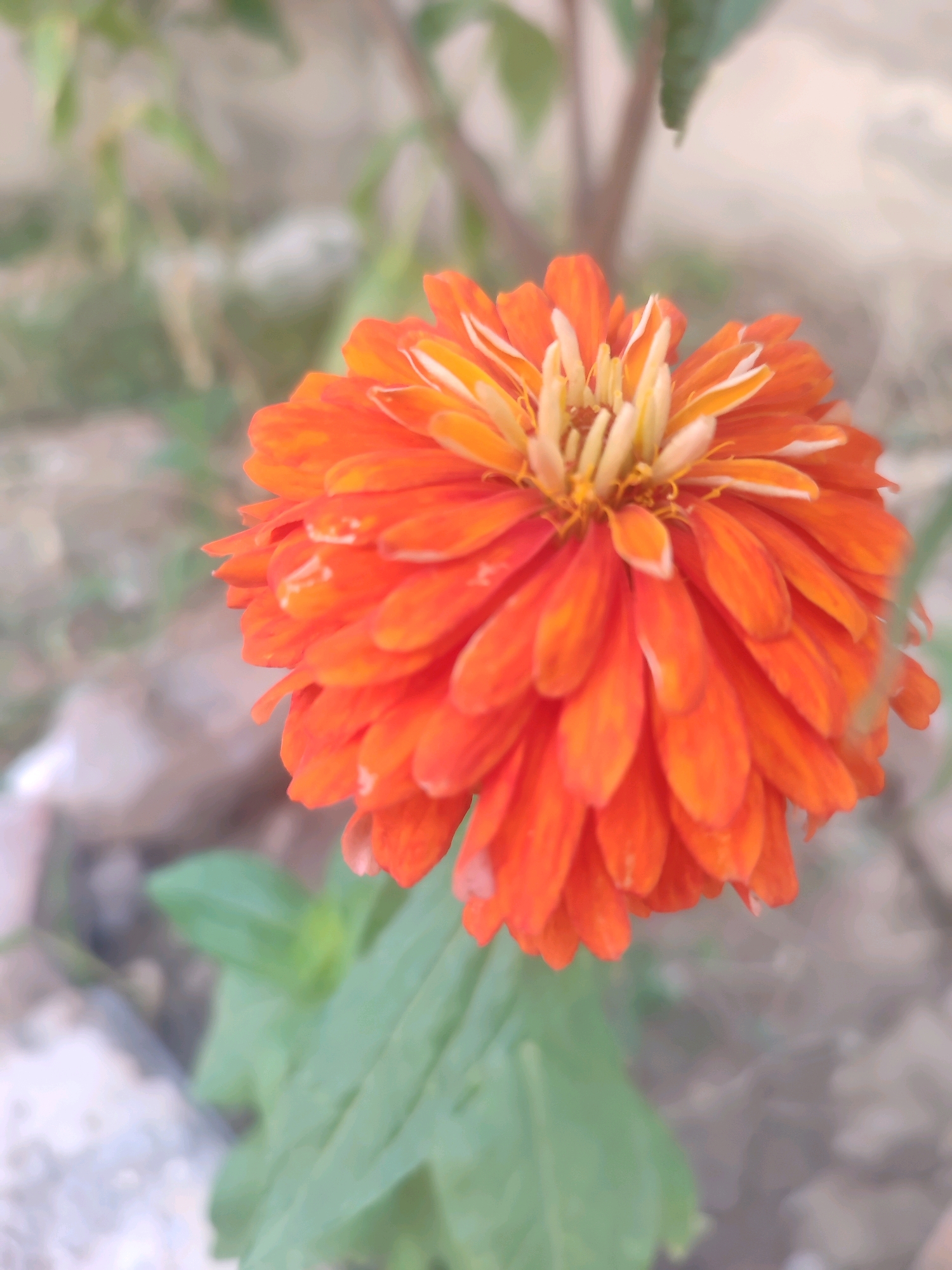 The image is a close-up, vertical shot of a vibrant orange zinnia flower with yellow and white accents in its center. The flower is in sharp focus, showcasing its layered petals. The background is softly blurred, featuring green foliage and hints of brown earth and stones, suggesting an outdoor garden setting. There is no indication of the city of Tashkent, Uzbekistan, or any specific location. No people or actions are visible in the image.
