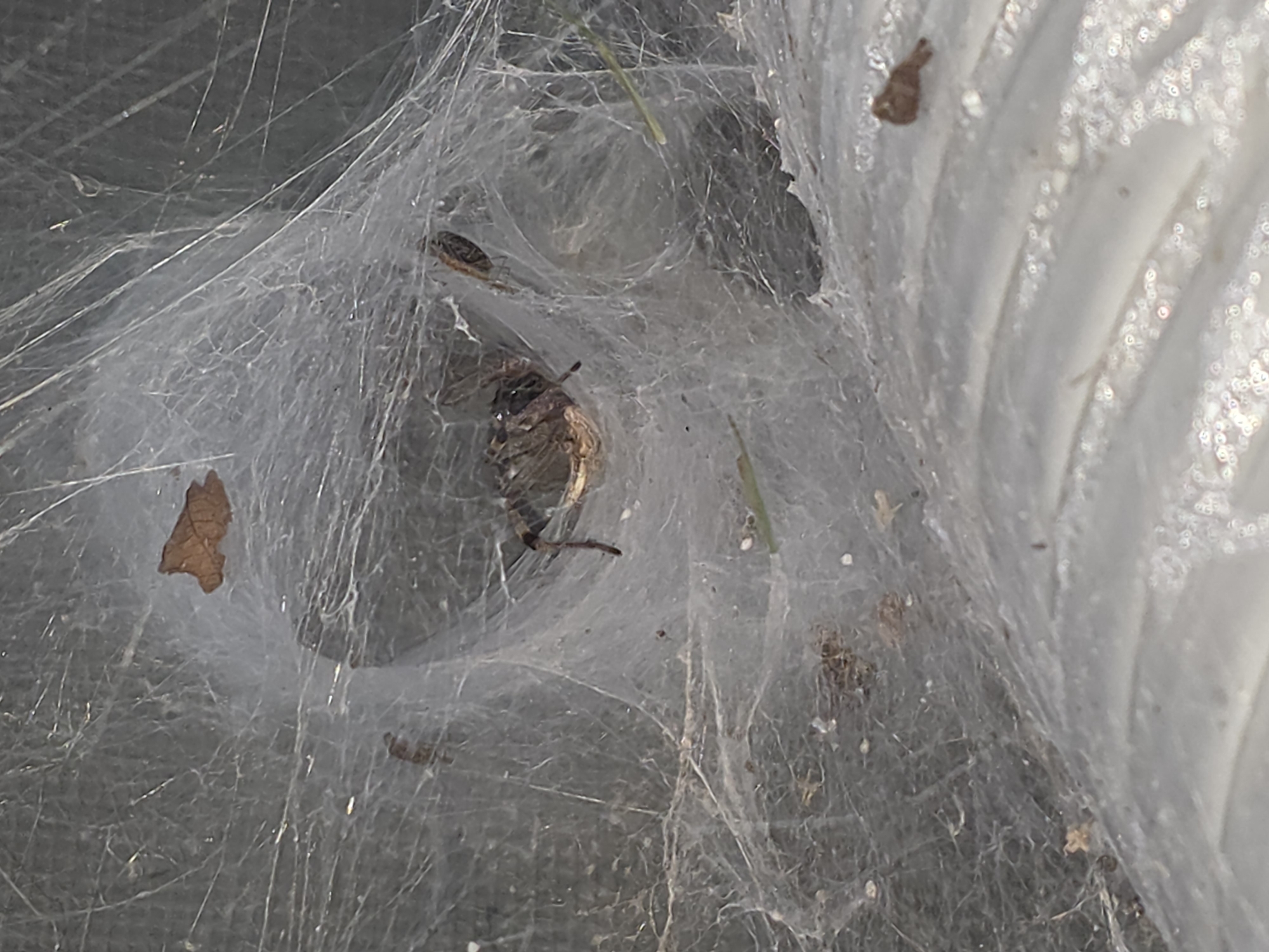 A medium-sized spider is nestled within a silk funnel web, partially obscured by the dense threads. The web is constructed amongst debris, including a small brown leaf and blades of grass, against a dark, out-of-focus background. The spider's body is brown and striped, with its legs splayed out. The foreground is dominated by a blurry, textured surface, possibly a man-made object, which is out of focus. The scene appears to be located outdoors, possibly in a park or garden setting within Anseong-si, South Korea, given the overall natural and slightly unkempt appearance.
