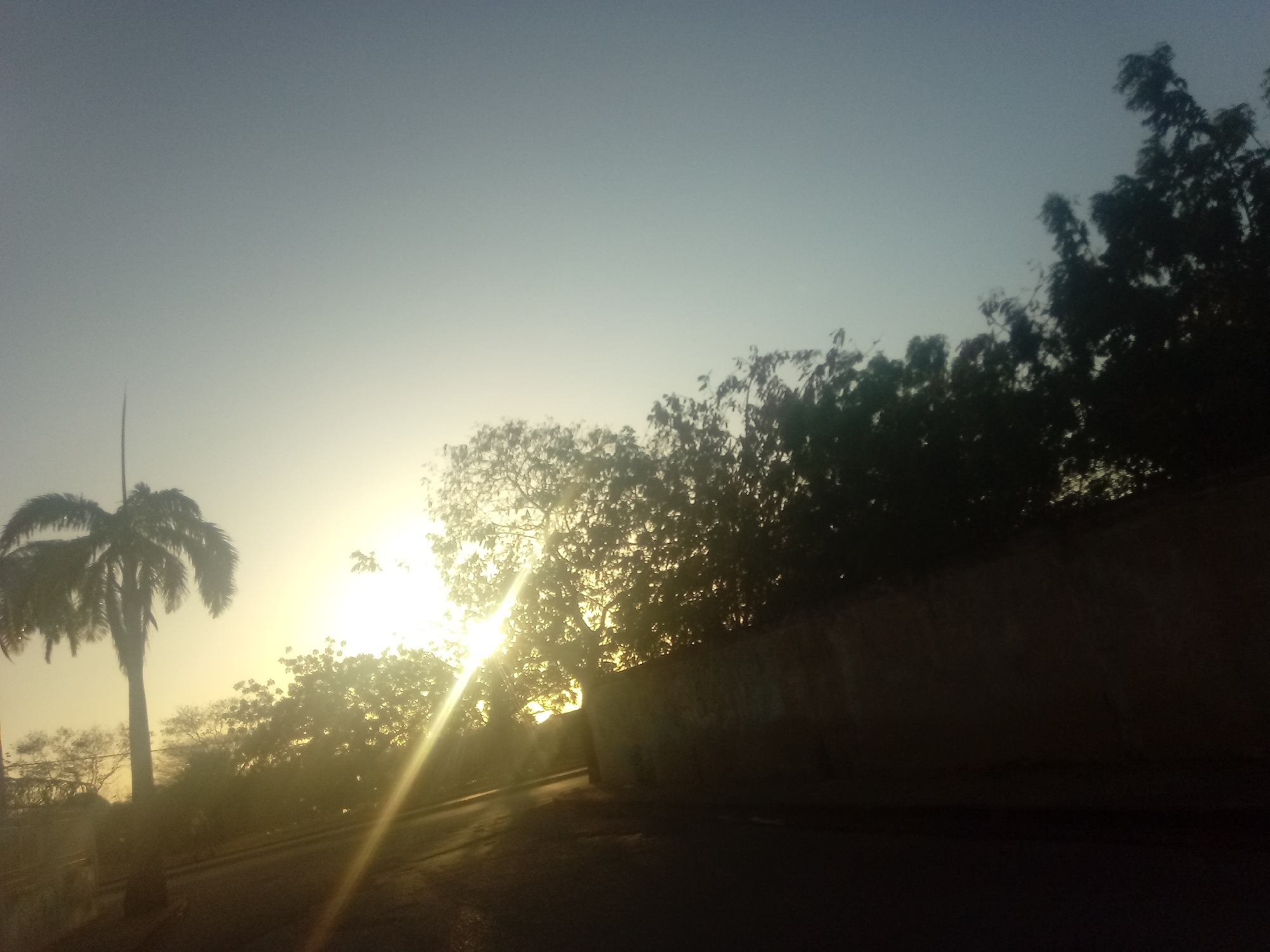 Captured near Juan Griego, Venezuela, the image portrays an outdoor scene bathed in the soft glow of sunrise or sunset. A palm tree stands prominently to the left, its fronds silhouetted against the sky. Further right, dense foliage obscures the background, with sunlight filtering through the leaves. A wall is visible along the right side of the image, its surface uneven and partly shadowed. The foreground comprises a dark asphalt road, with sunlight reflecting off its surface.