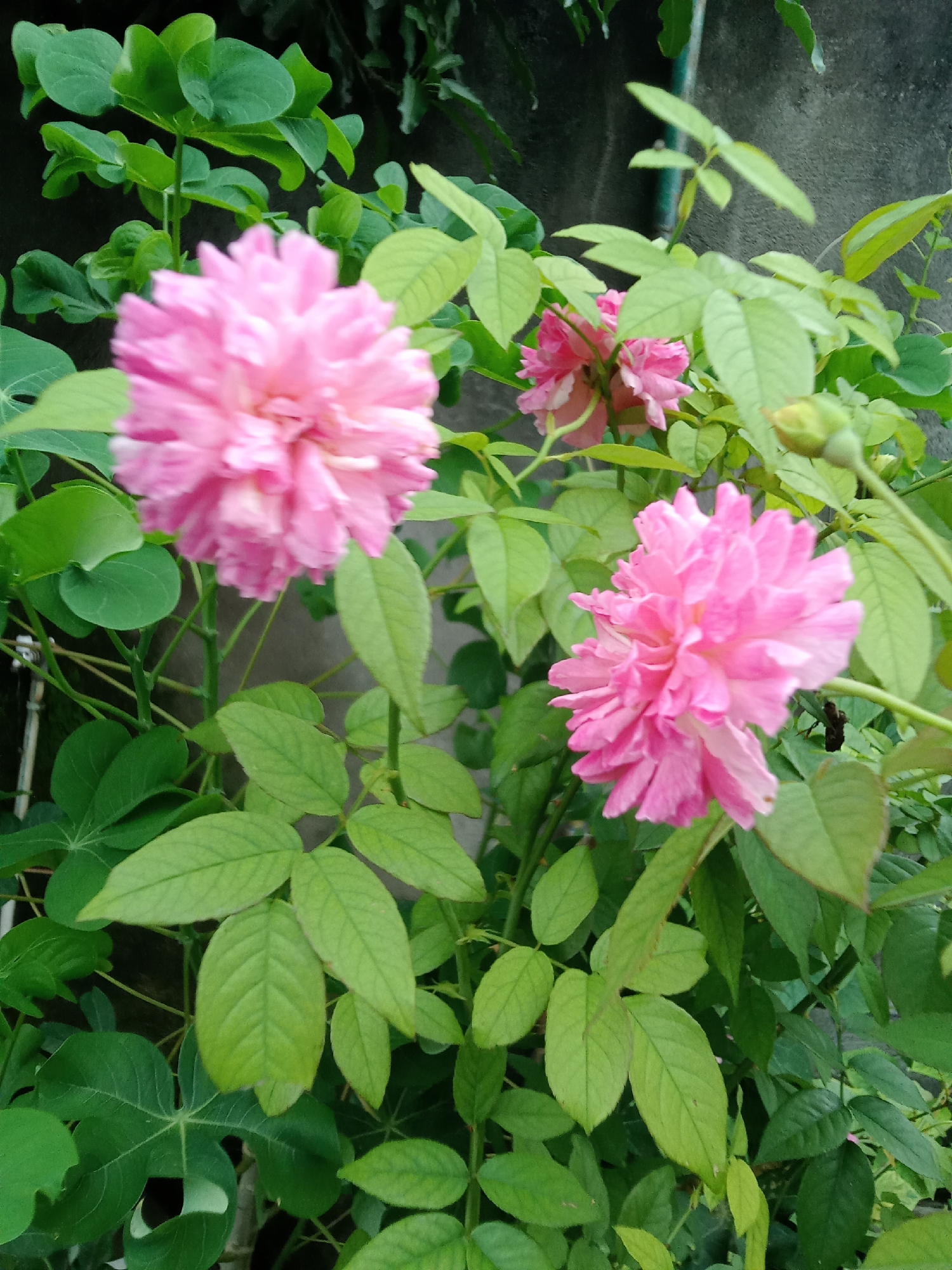 The image shows a close-up view of pink roses with green leaves. The roses are in various stages of bloom, with some fully open and others still budding. The leaves are lush and vibrant, suggesting a healthy plant. The background appears to be a wall or fence, possibly indicating an outdoor garden setting. The lighting suggests it is daytime. The image does not contain any people or specific identifiable landmarks that would pinpoint its location in Sunggal, Indonesia.
