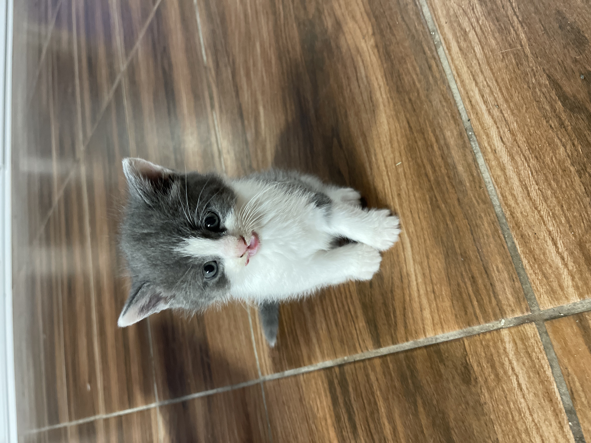 A high-angle medium shot shows a tiny grey and white kitten sitting on a floor tiled to resemble wood. The kitten is facing the camera, its mouth slightly open with its pink tongue visible. Its eyes are wide and blue, and its ears are perked. The floor tiles are a warm brown color with dark grout lines. The background is slightly blurred, but appears to be a continuation of the tiled floor, with the edge of a wall or baseboard visible at the top. The image does not contain any identifiable landmarks or context to indicate its location within the city of Totleben, Bulgaria.